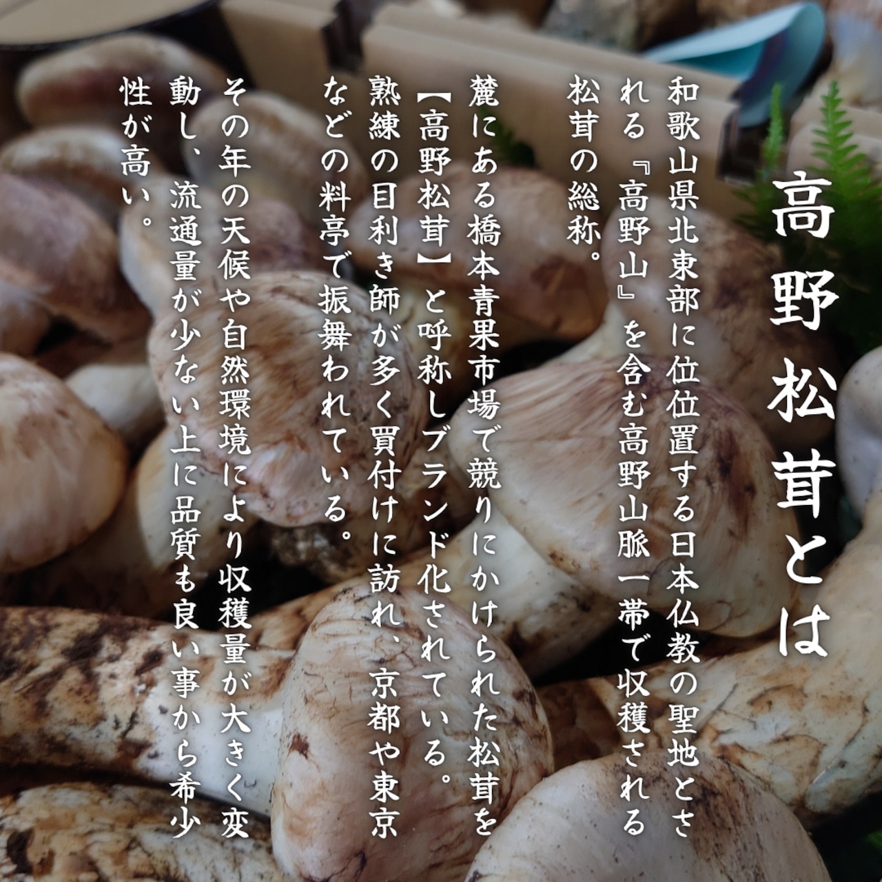 人気No1】【2026年10月上旬から順次発送】国産松茸 200g ワケあり