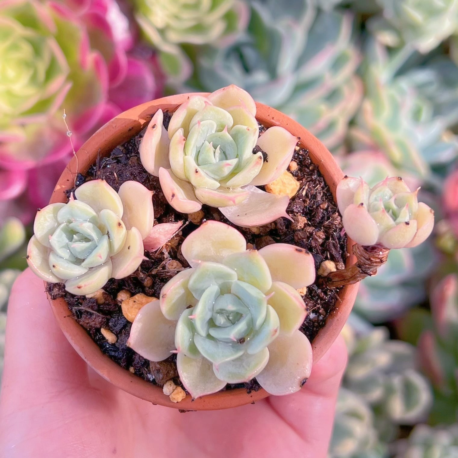 現品　雪国#D05　群生　るる農園