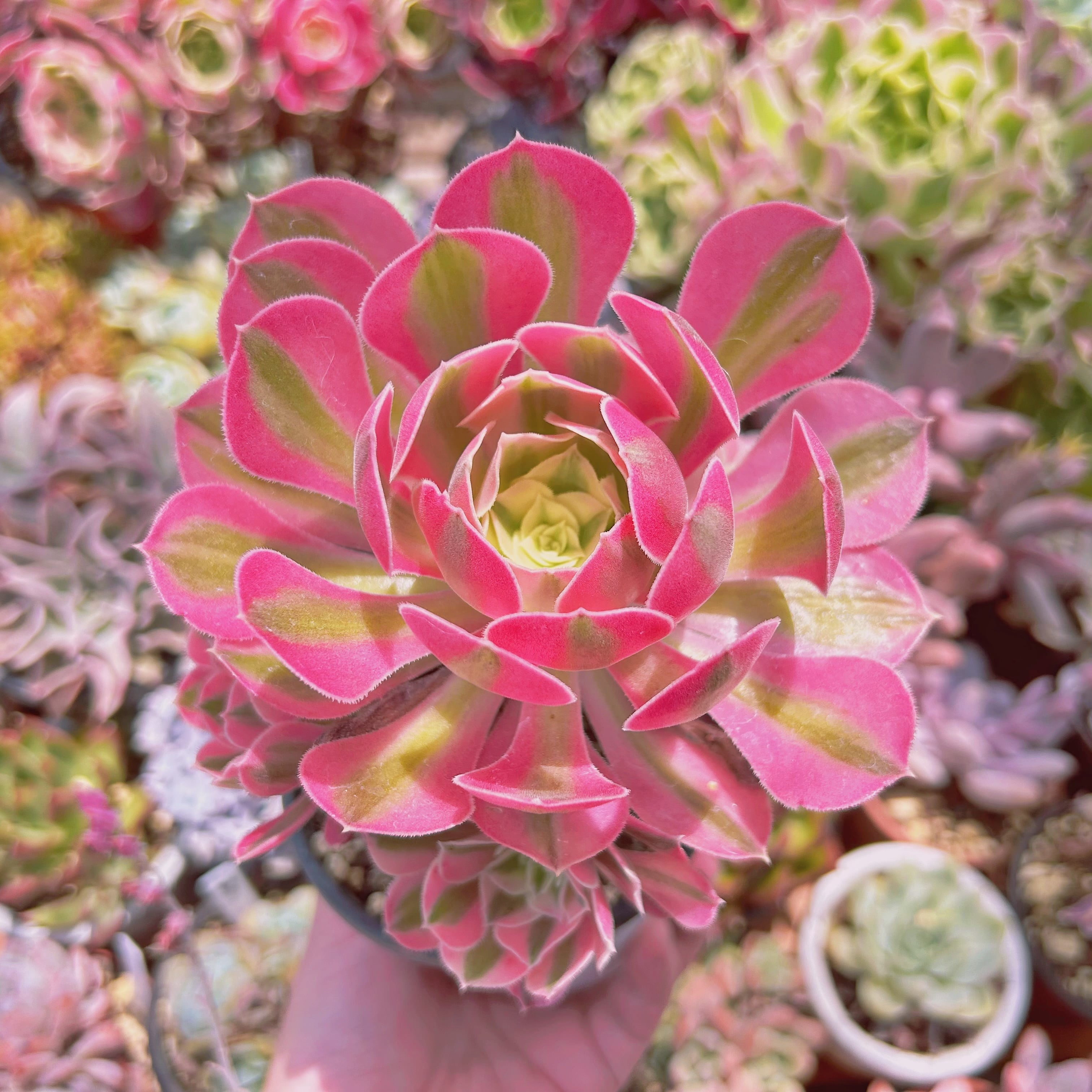 現物　多肉植物　アフラダイティ　特大　抜き苗