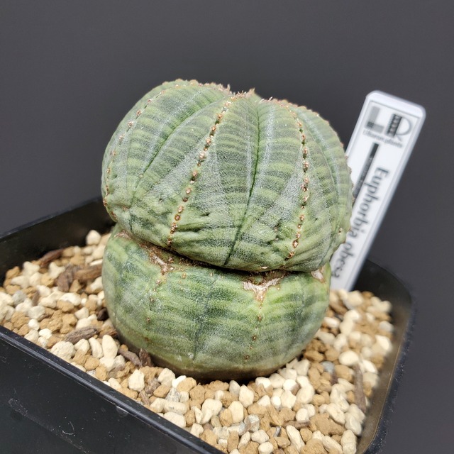 【イレギュラータイプ】Euphorbia Obesa ユーフォルビア オベサ