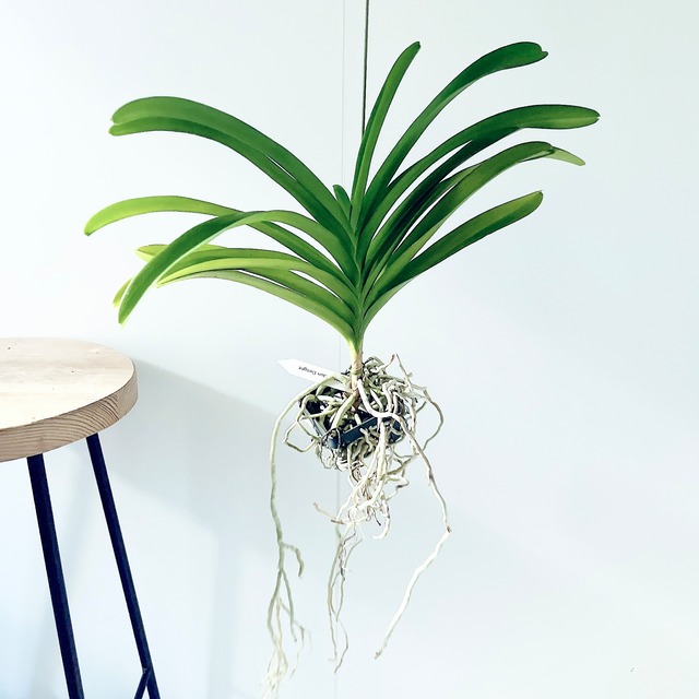 ドラセナ コンシンネ ホワイトボリー 観葉植物 大型