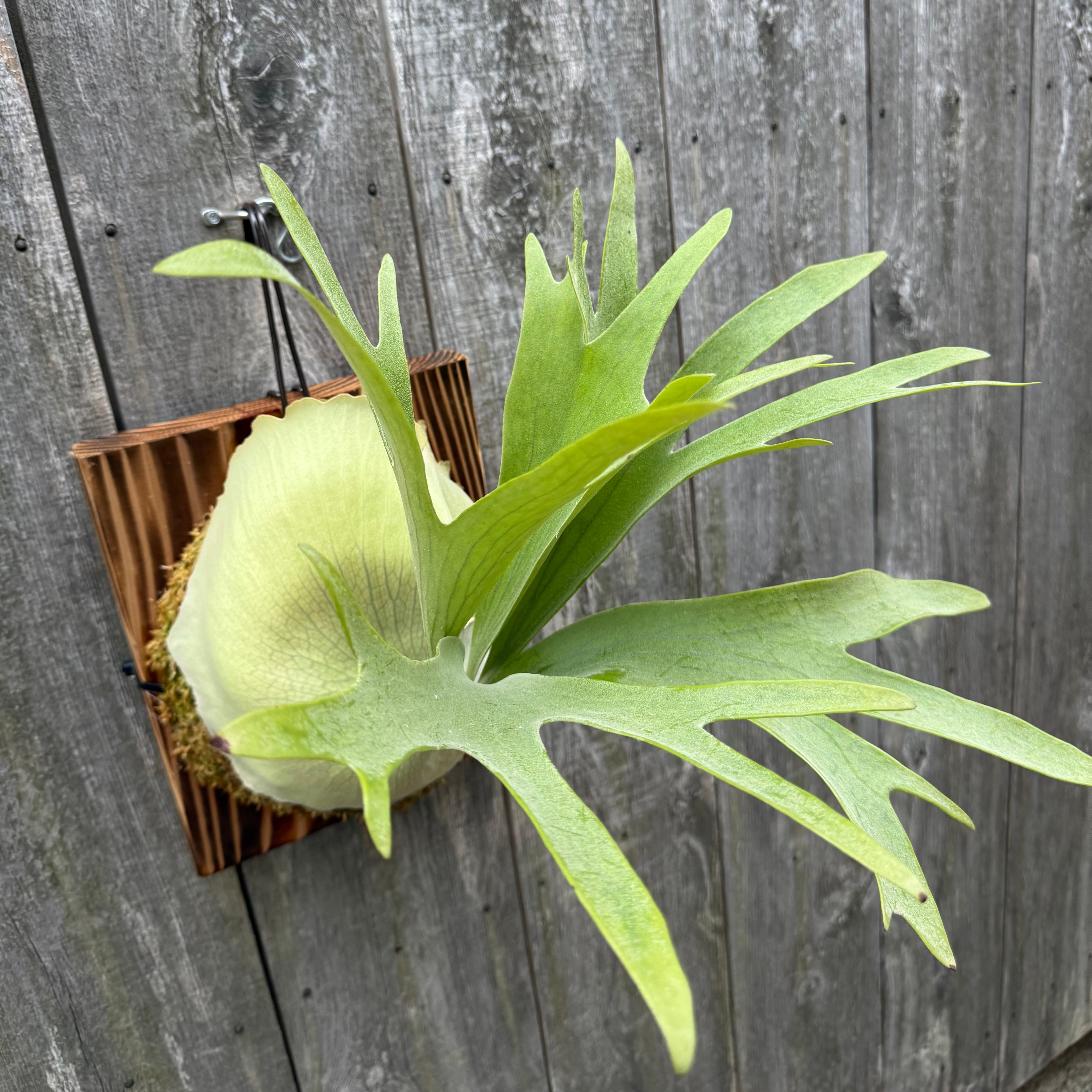 Platycerium bifurcatum Popcorn (pup) | naturefix