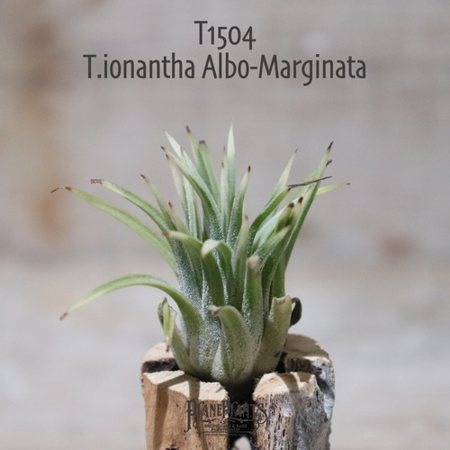 【request】ionantha 'Albo-Marginata'〔エアプランツ〕現品発送T1504