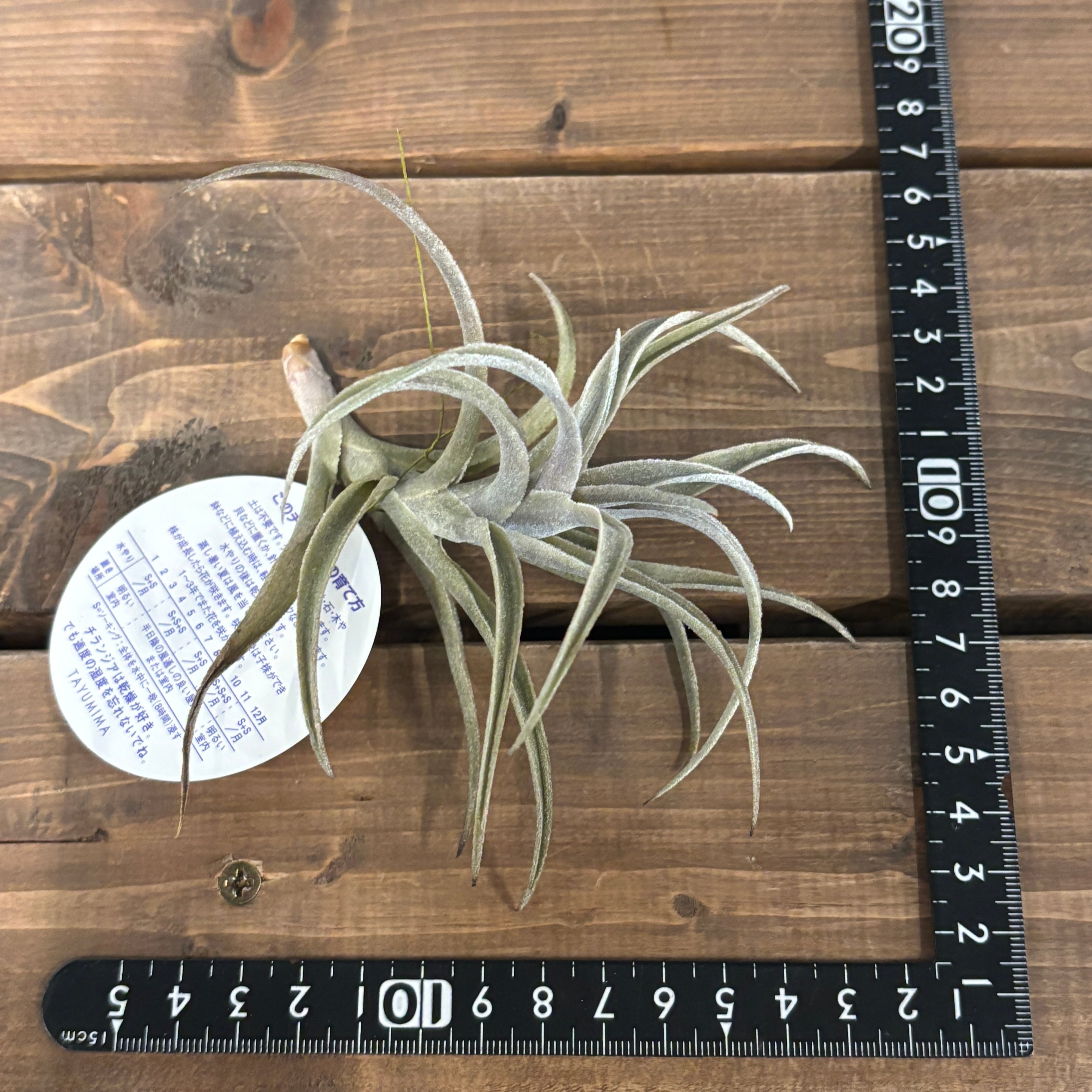 チランジア エディシアエ【028】 | PROTOLEAF プロトリーフ