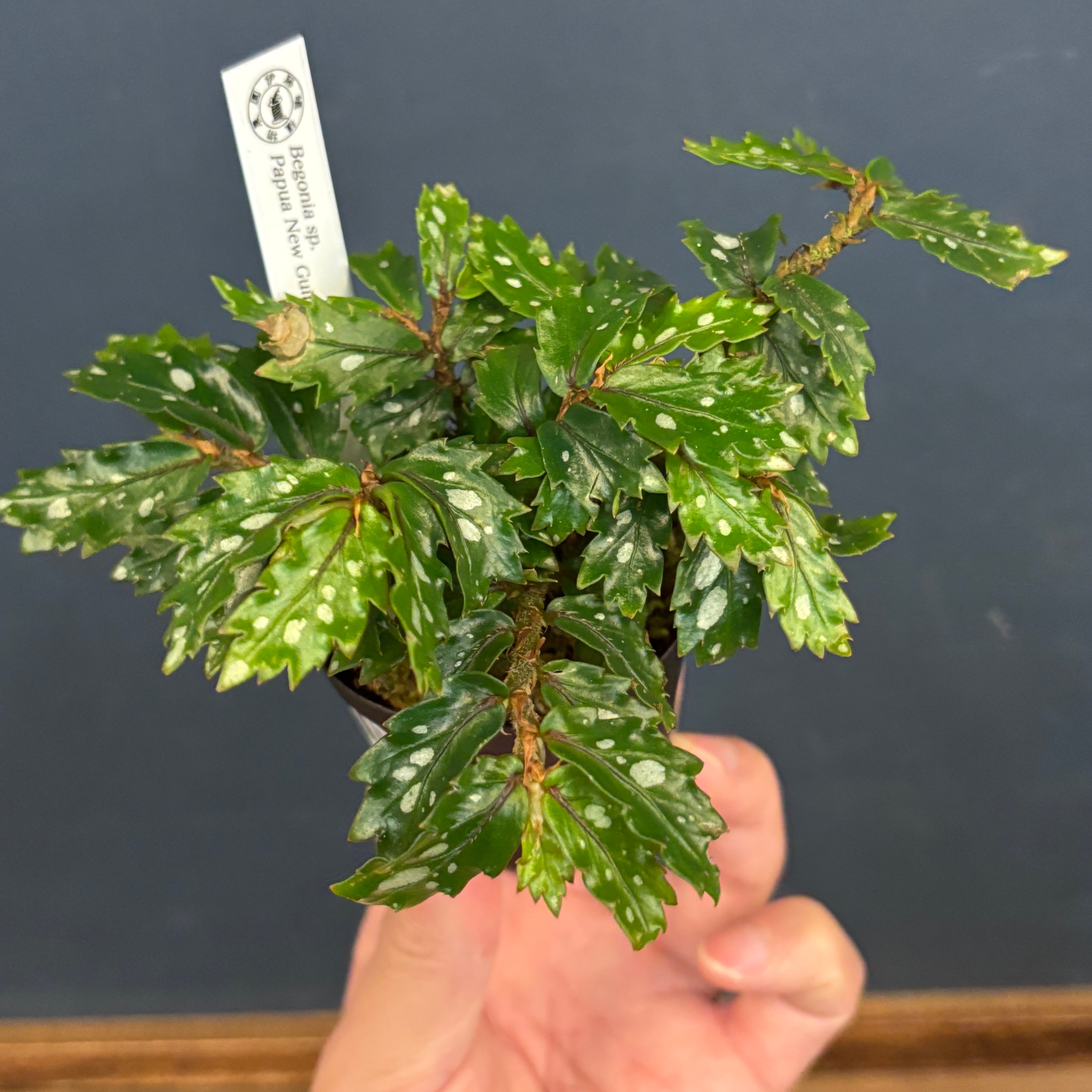 アロカシア ノビリス バリエガータ【787】 | PROTOLEAF プロトリーフ