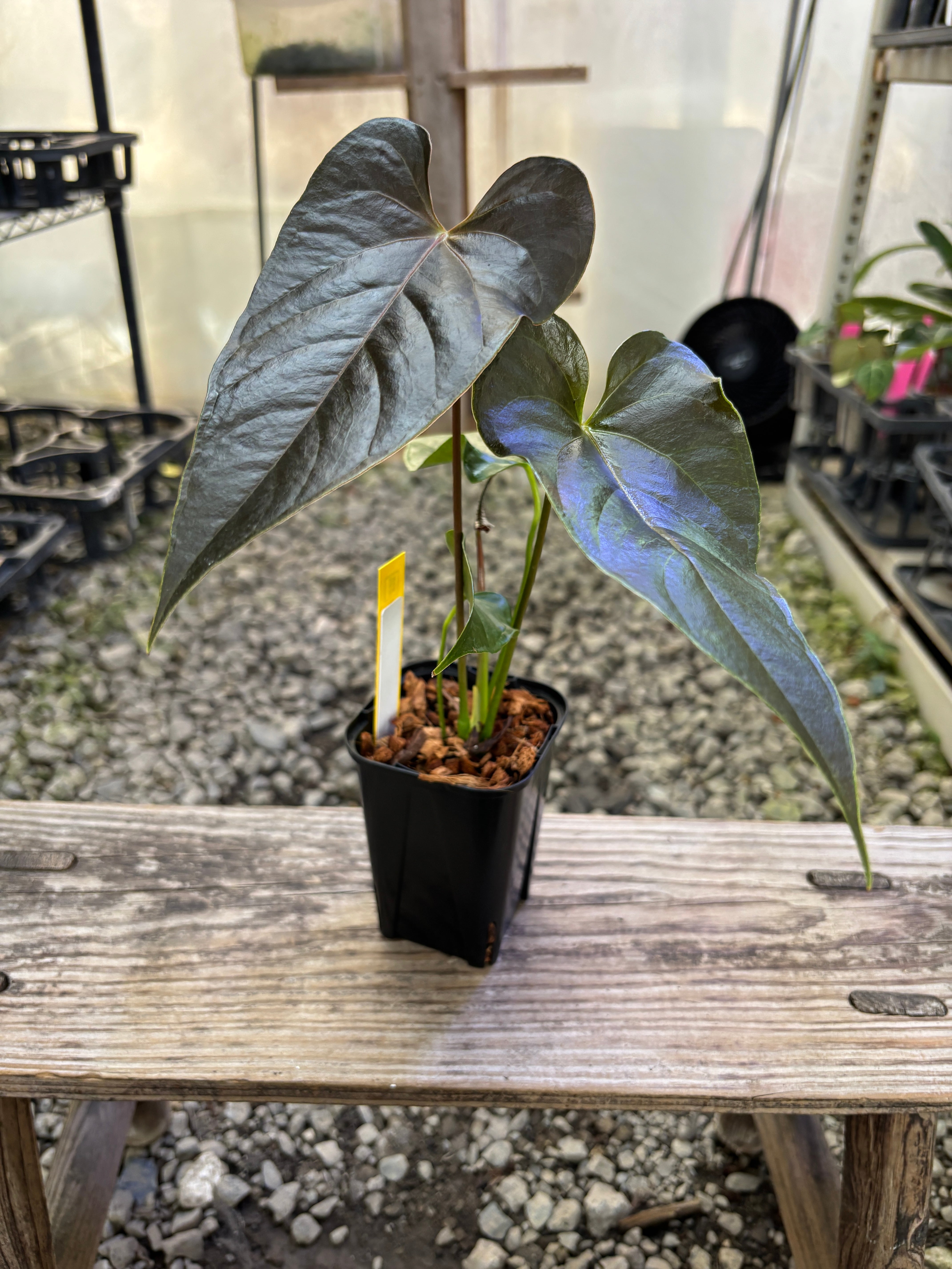 Anthurium | BALI-AN 園芸