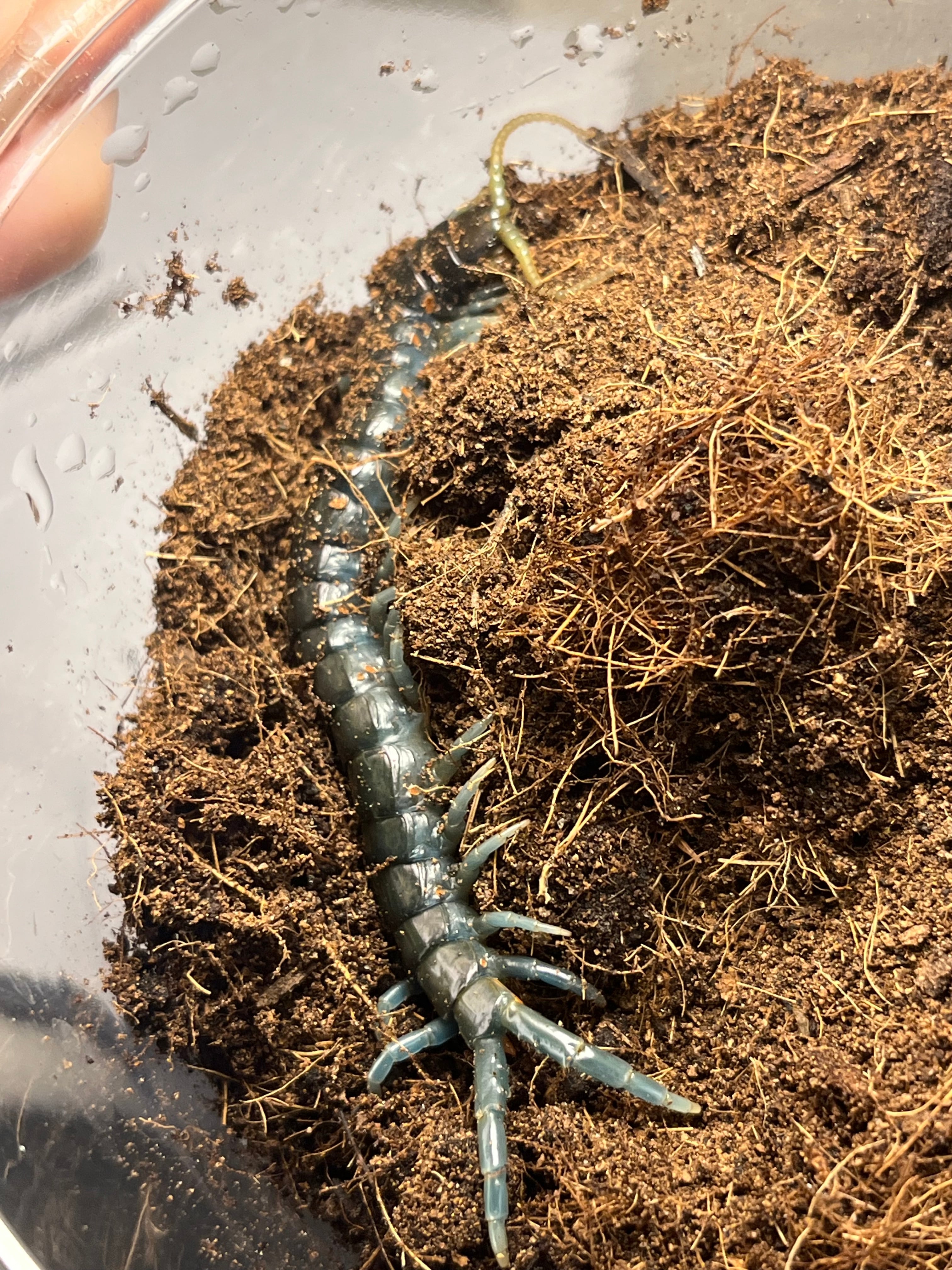 標本】グリーンハンツマン トゥルースパイダーマンティスムカデ