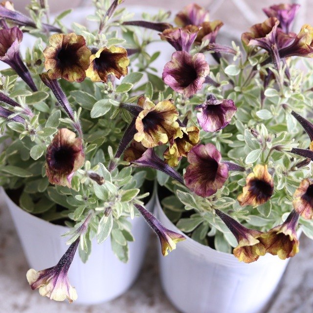 mondimanche ペチュニア　斑入りヴァルゴ　ハーフル｜アンティークカラー　暑さに強く寄せ植えにオススメ