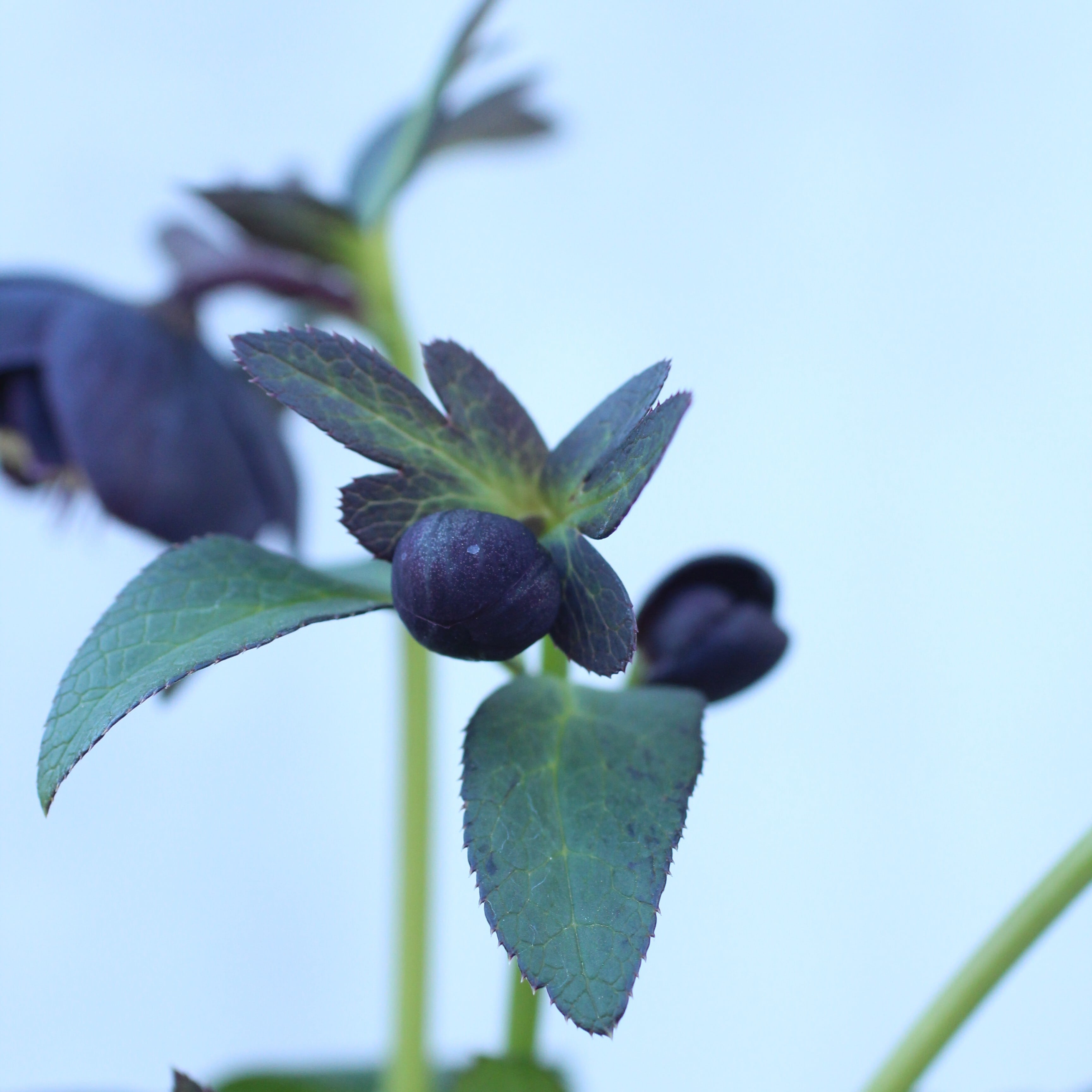 WS26-105 クリスマスローズ ウィンターシンフォニー 小輪系ブラック