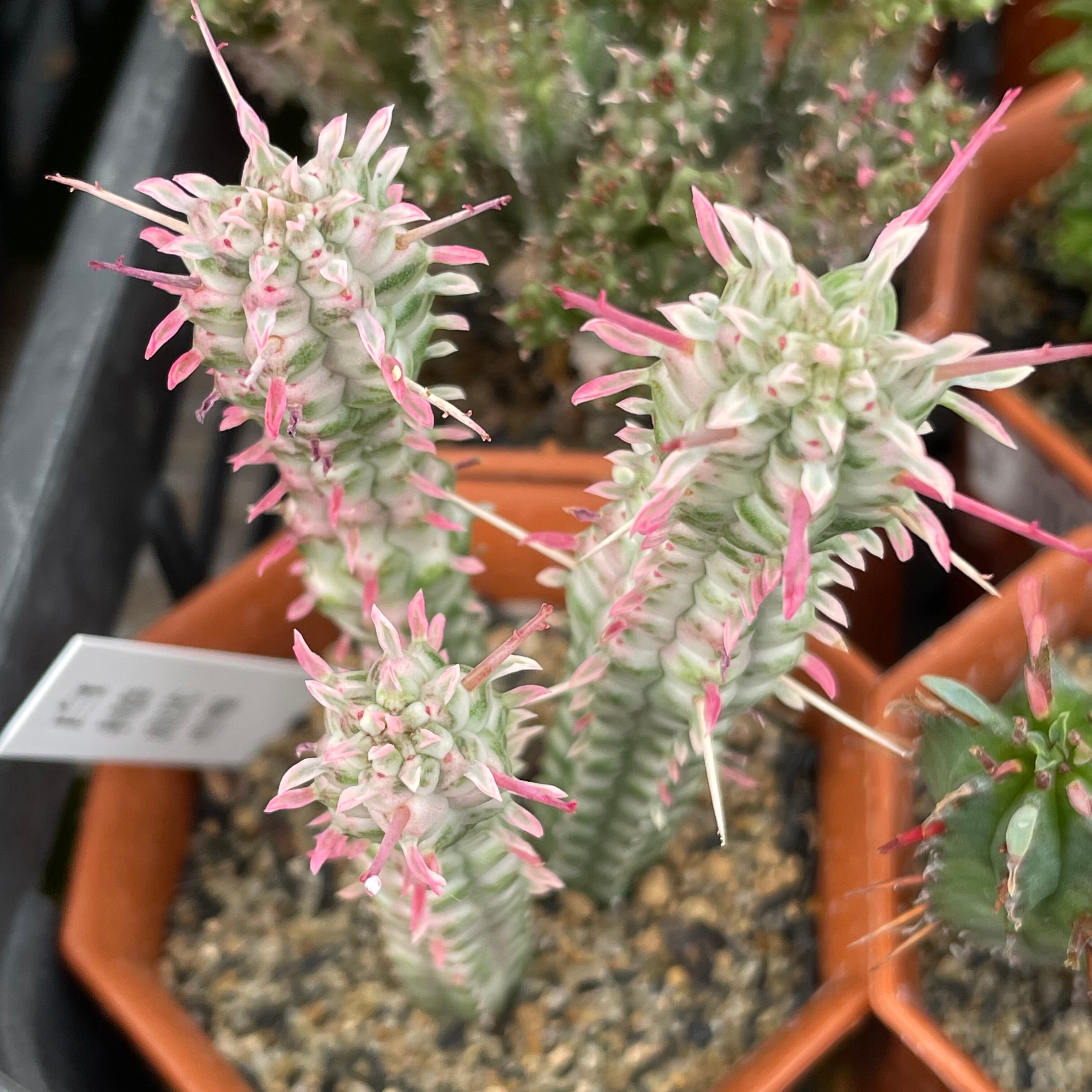 白樺麒麟(ユーフォルビア | RuPo 多肉植物専門店