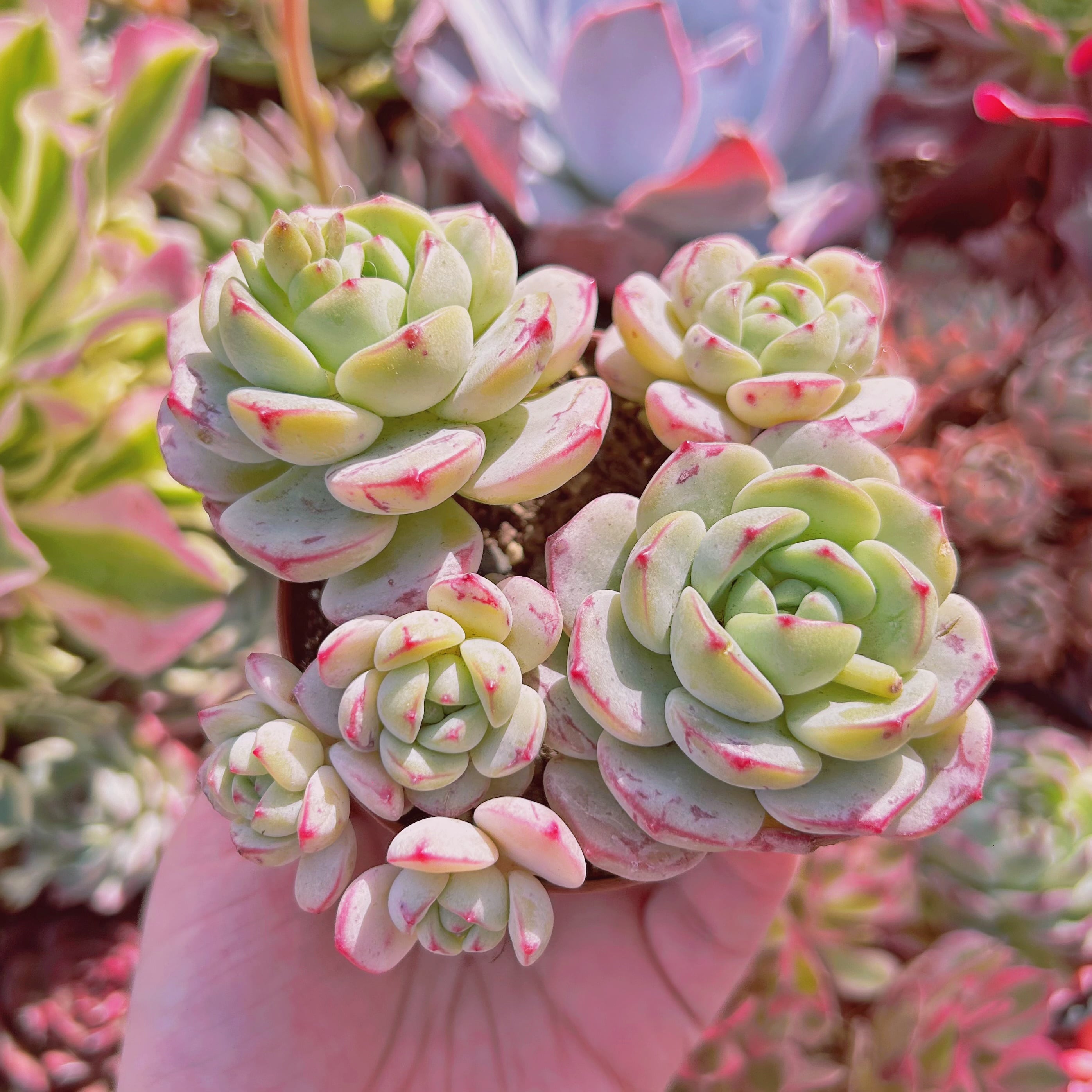 多肉植物　 Echeveria バニラビス　4～6頭　大群生