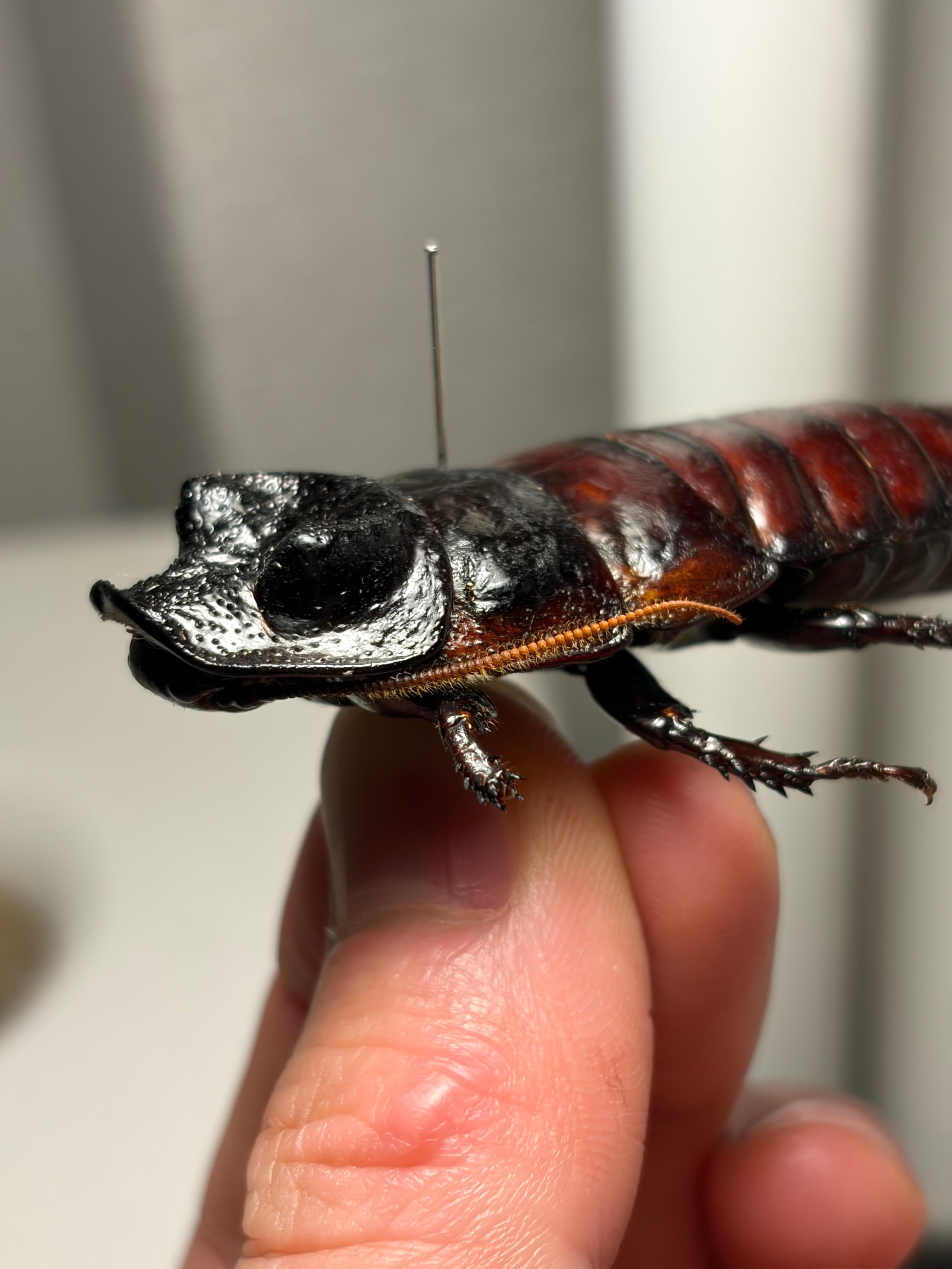 漆黒朱殷】チョバルディ マダガスカルゴキブリ 標本 幼体 デュビア