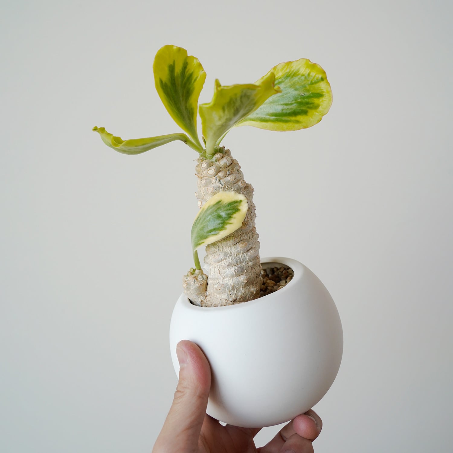 AYANAS（アヤナス）｜観葉植物のセレクトショップ・通販