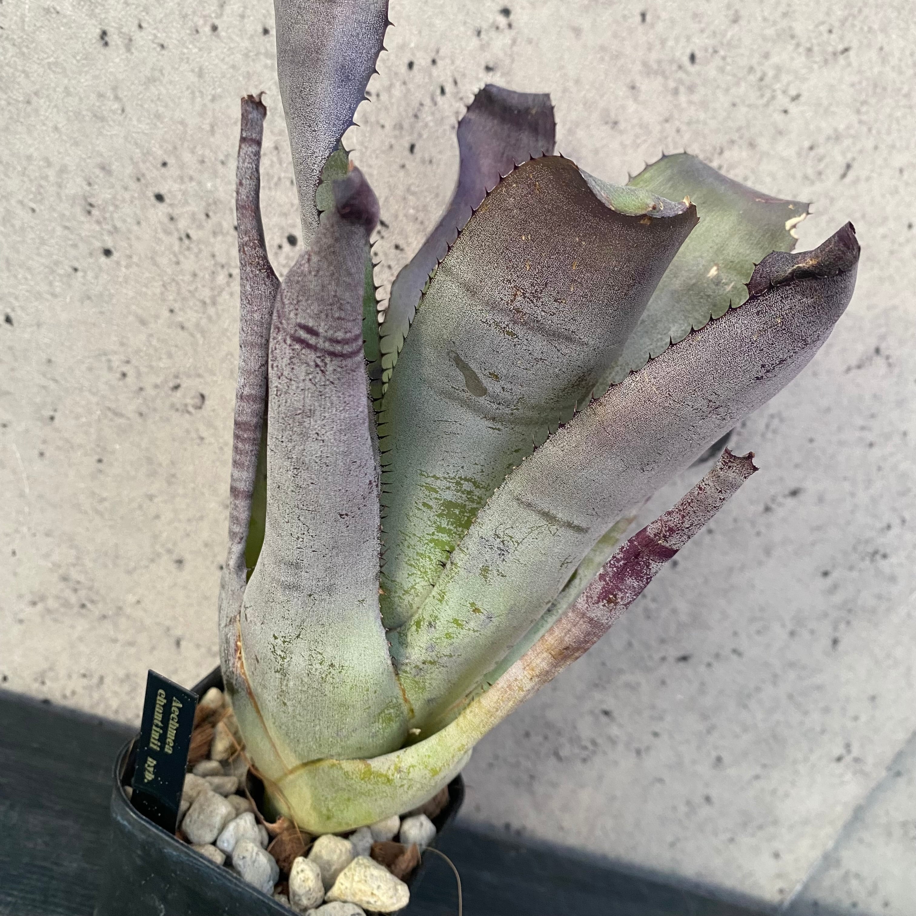 Astrophytum myriostigma アストロフィツム 四角ヘキラン ランポー玉