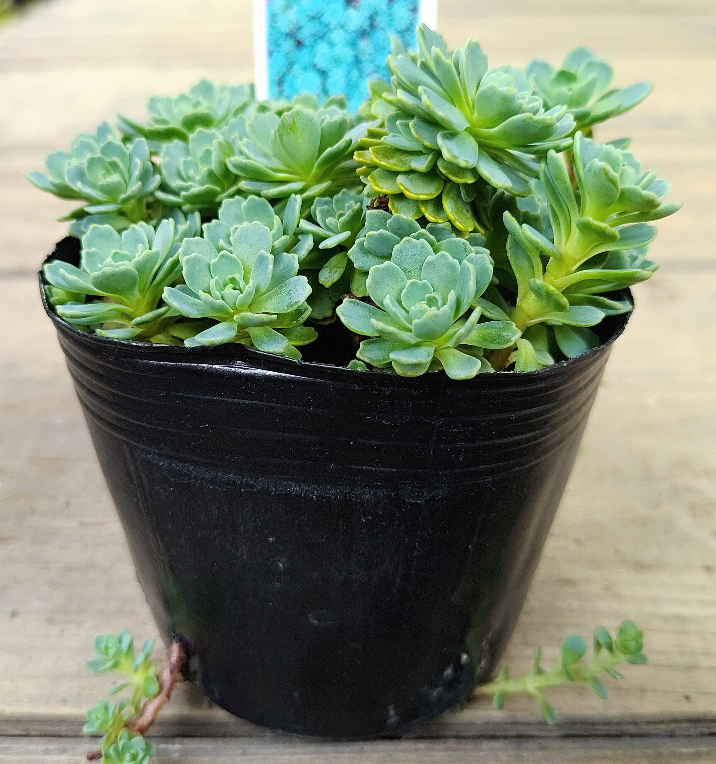 くまこさま　ローズセダム　　4 ローズセダム | RuPo 多肉植物専門店