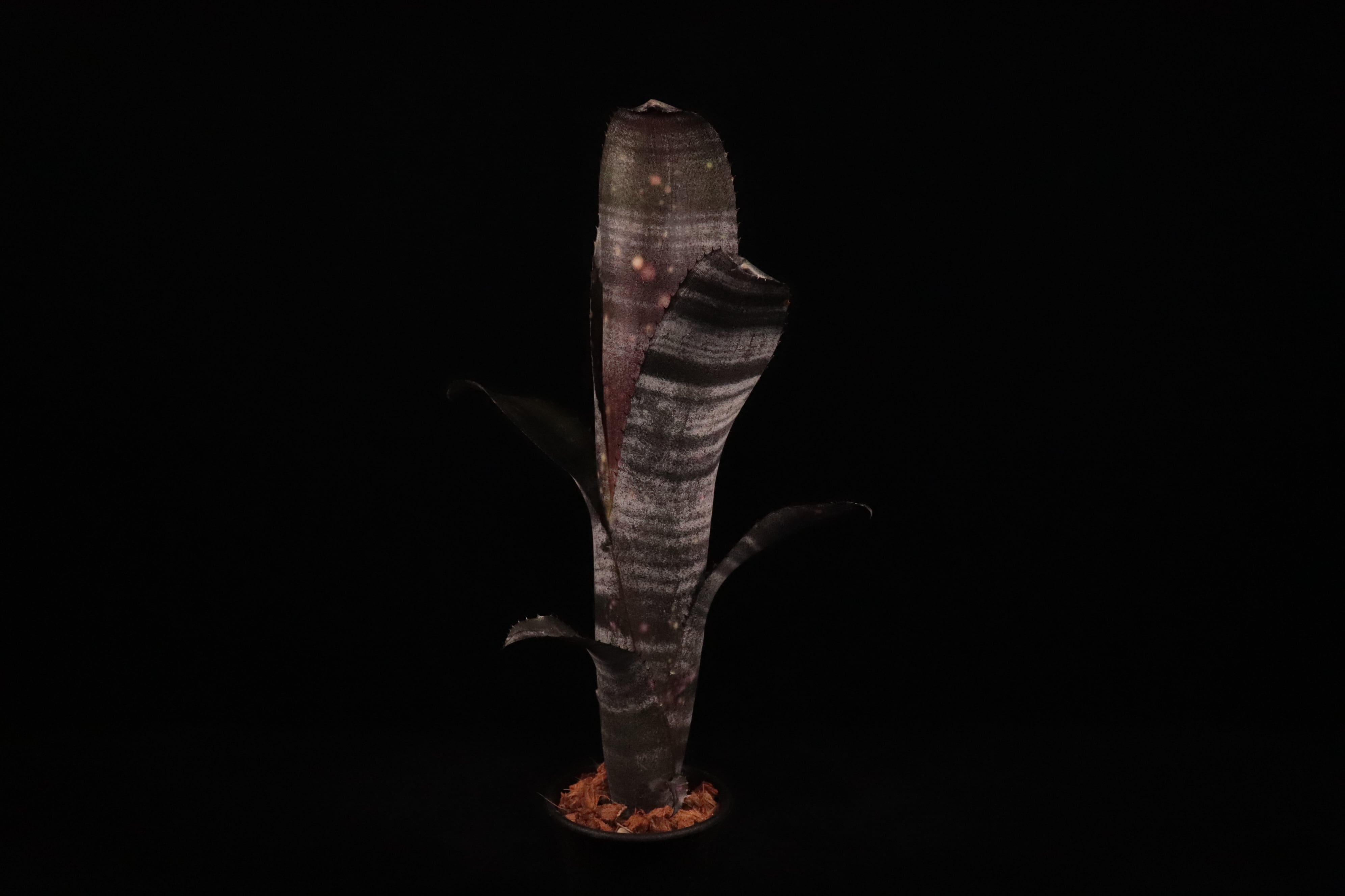 送料無料】Billbergia 'Domingos Martins' × 'Georgia'〔ビルベルギア