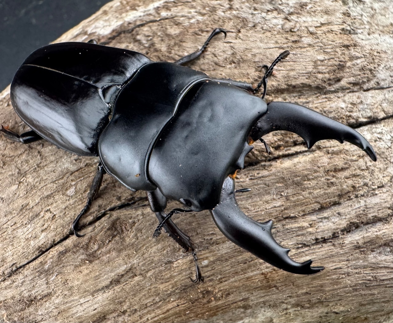 【WF1】《ダエダリオンヒラタ カオバン産 57.5mm ペア》