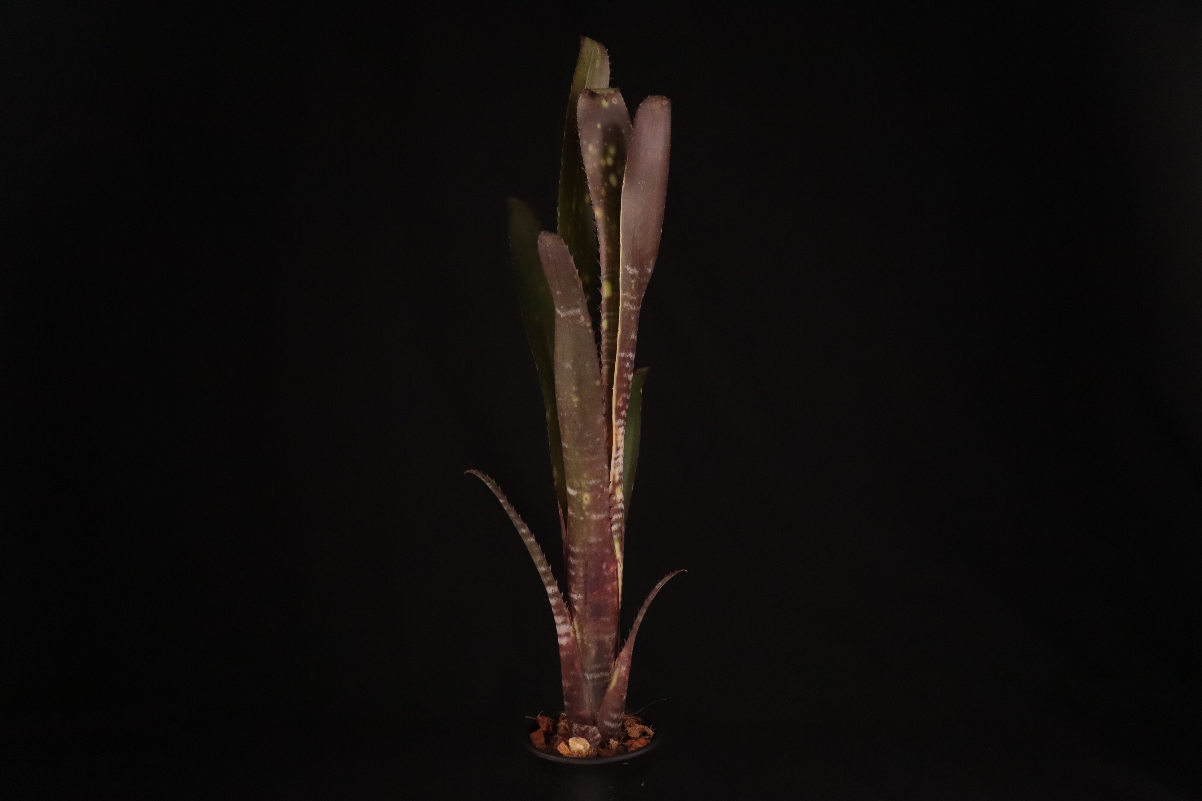 送料無料】Billbergia 'Berry Blast'〔ビルベルギア〕現品発送B0180