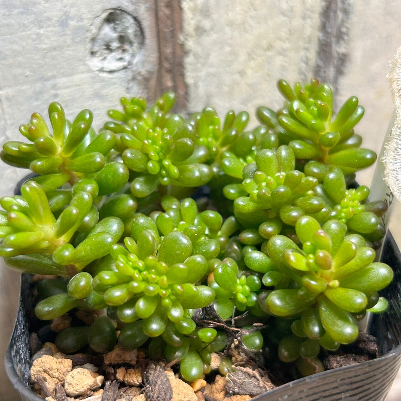 レッドベリー綴化 | RuPo 多肉植物専門店