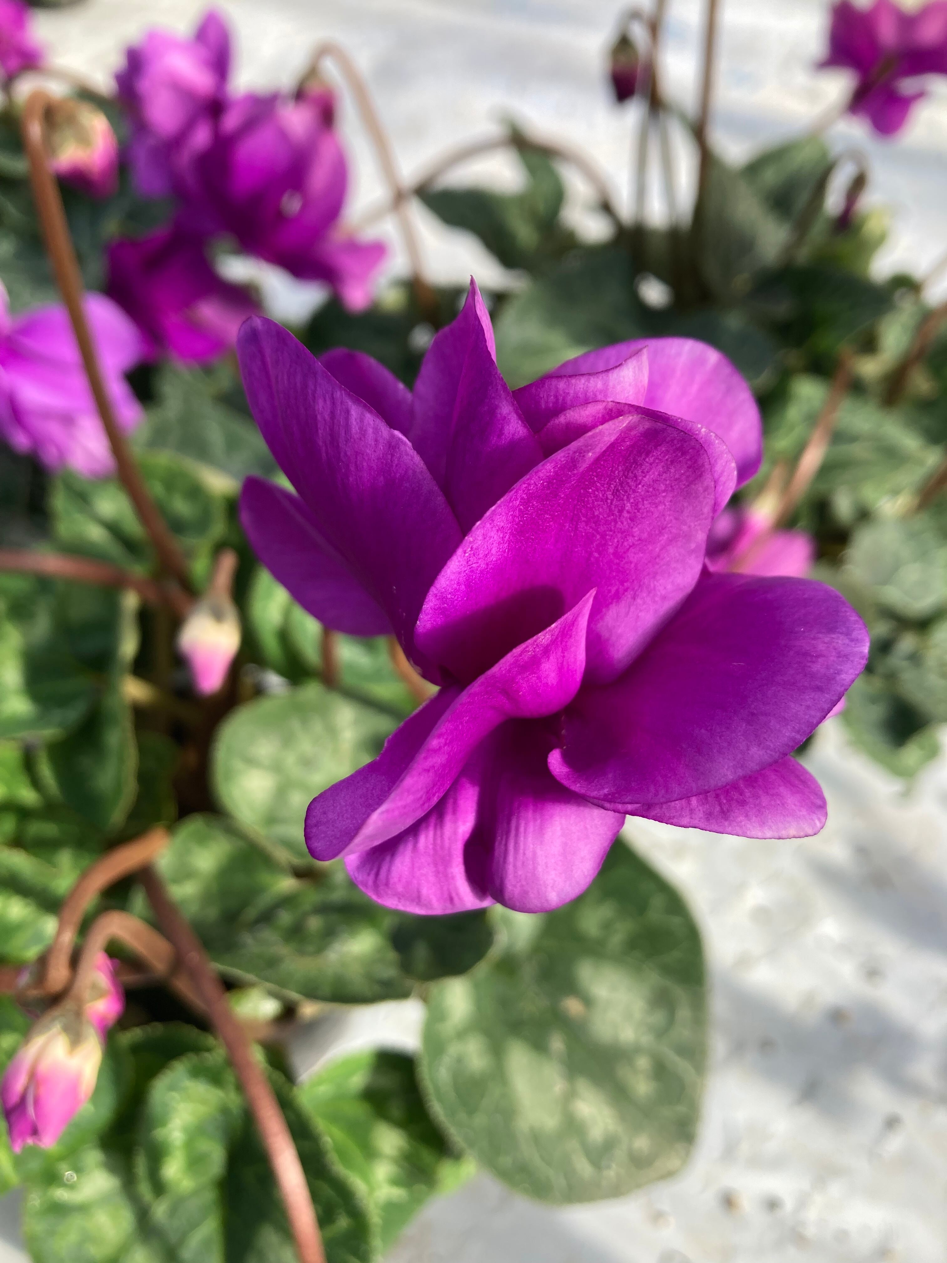 ちもブルー 枝垂れ咲 10.5cm3つセット | flowerbiz