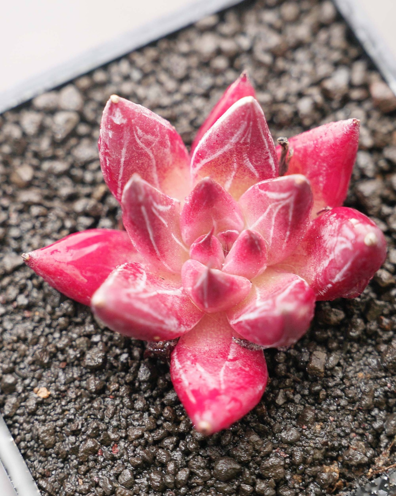 抜き苗 ロメオルビン Echeveria agavoides 'Romeo Rubin'
