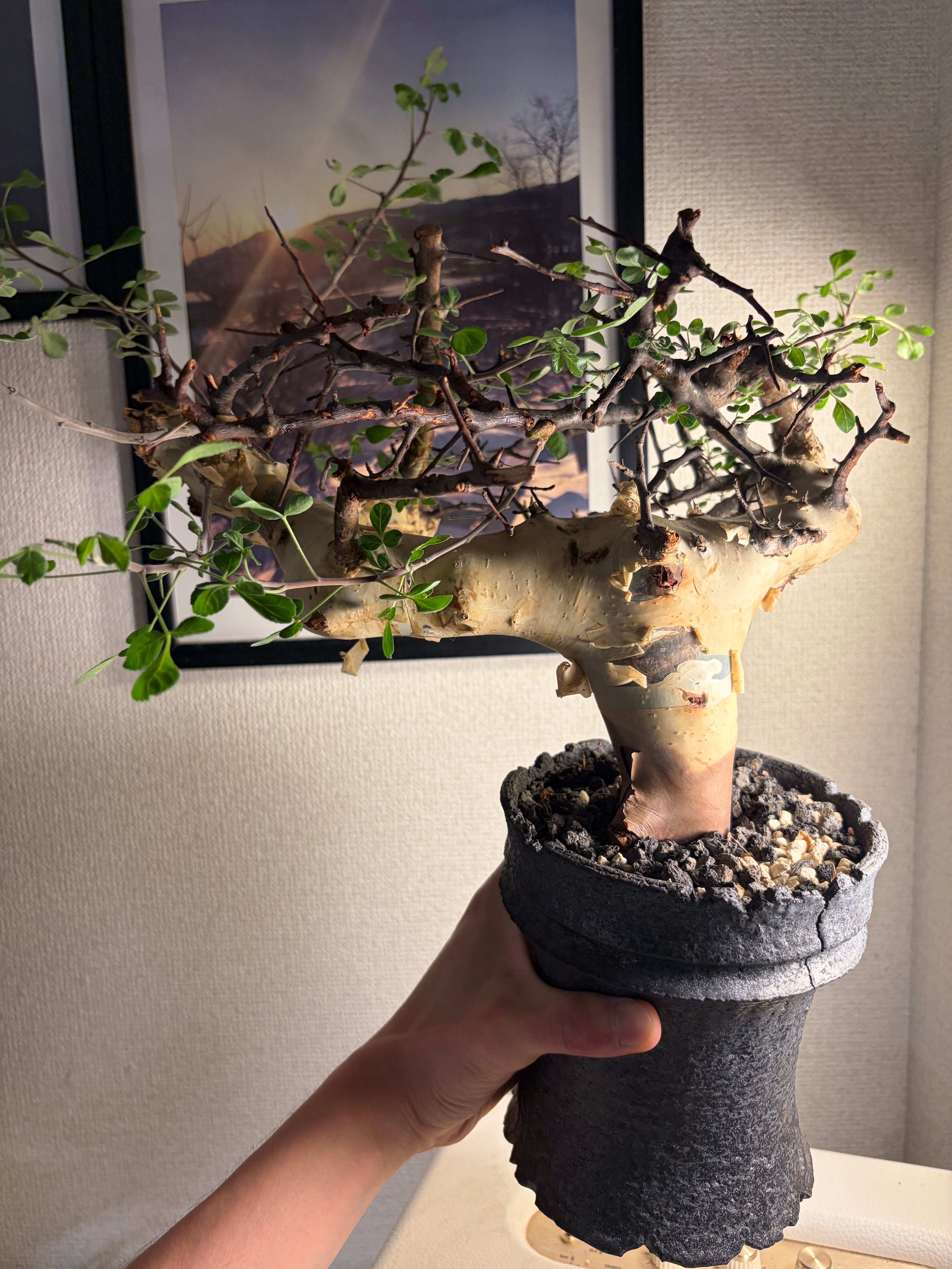 6mm】鉱物みたいなコブスジツノゴミムシダマシ 標本ゾウムシカミキリ