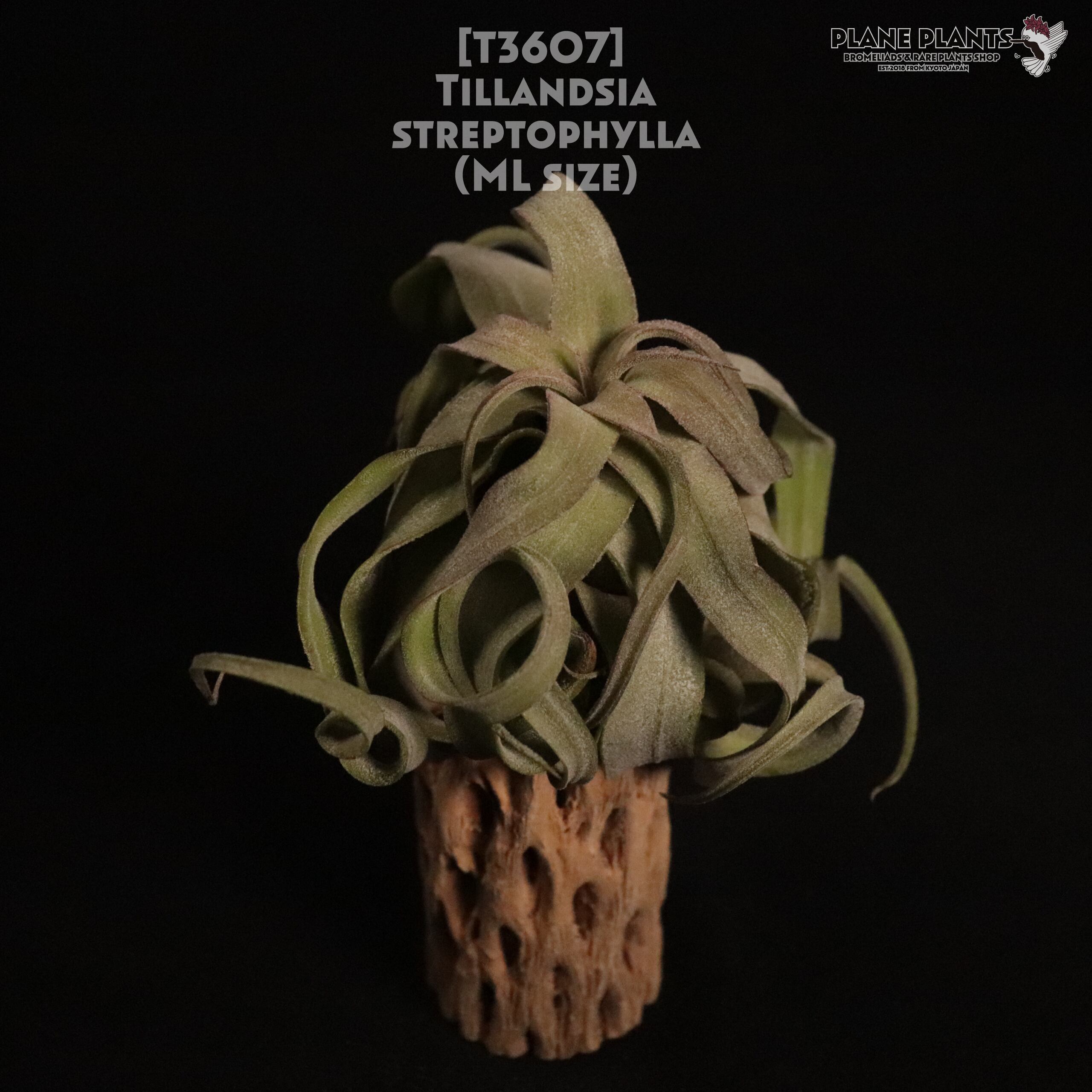 【送料無料】streptophylla ML〔エアプランツ〕現品発送T3607