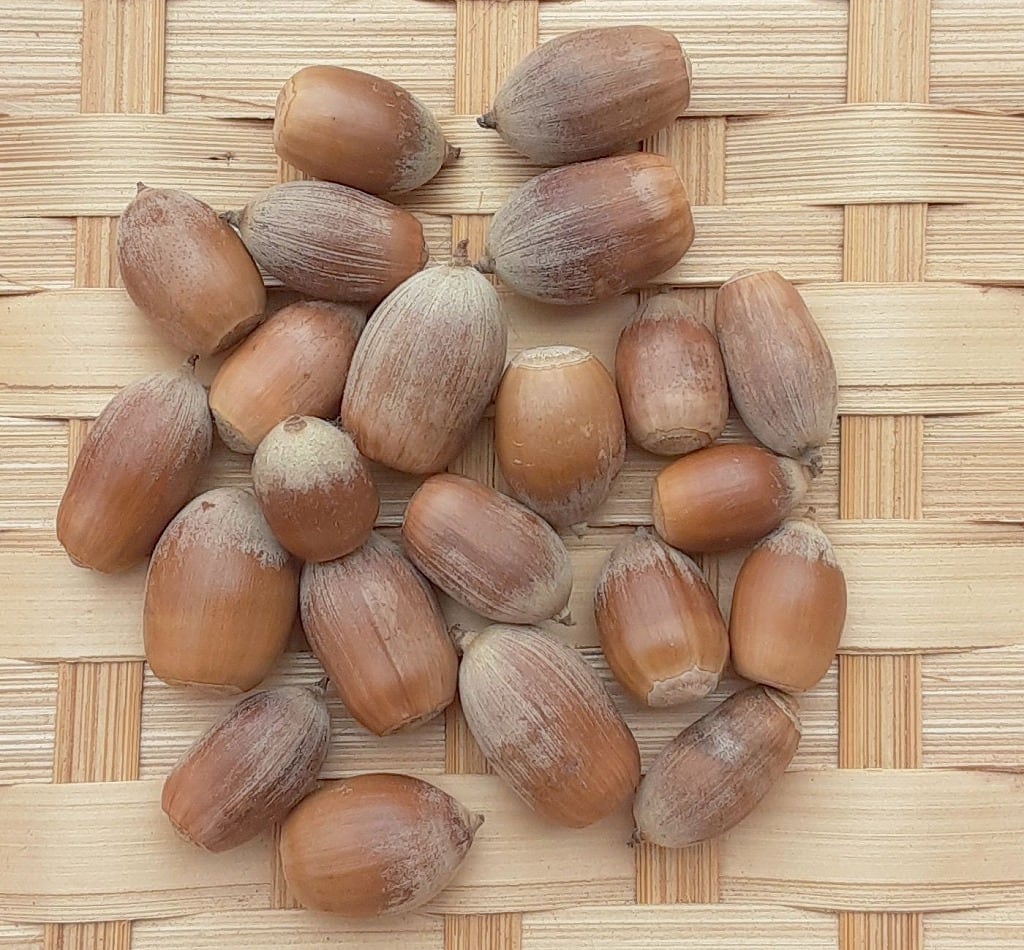 どんぐり・殻斗 | 木の実通販の shop.木の実