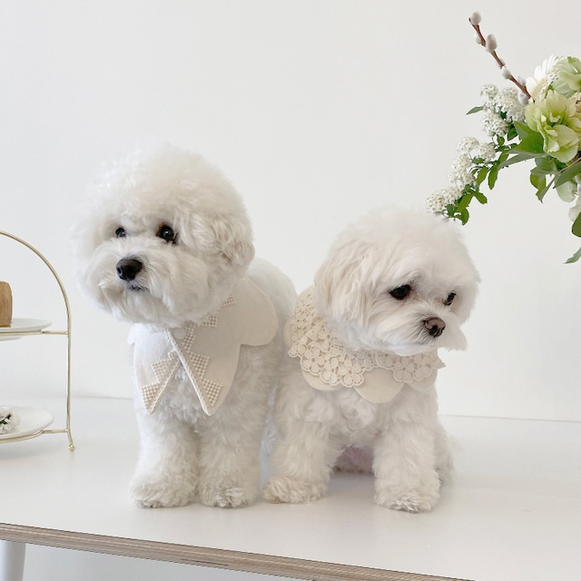 〈即納アイテム〉EYOU ケープ / White day cape (Flower) Mサイズ