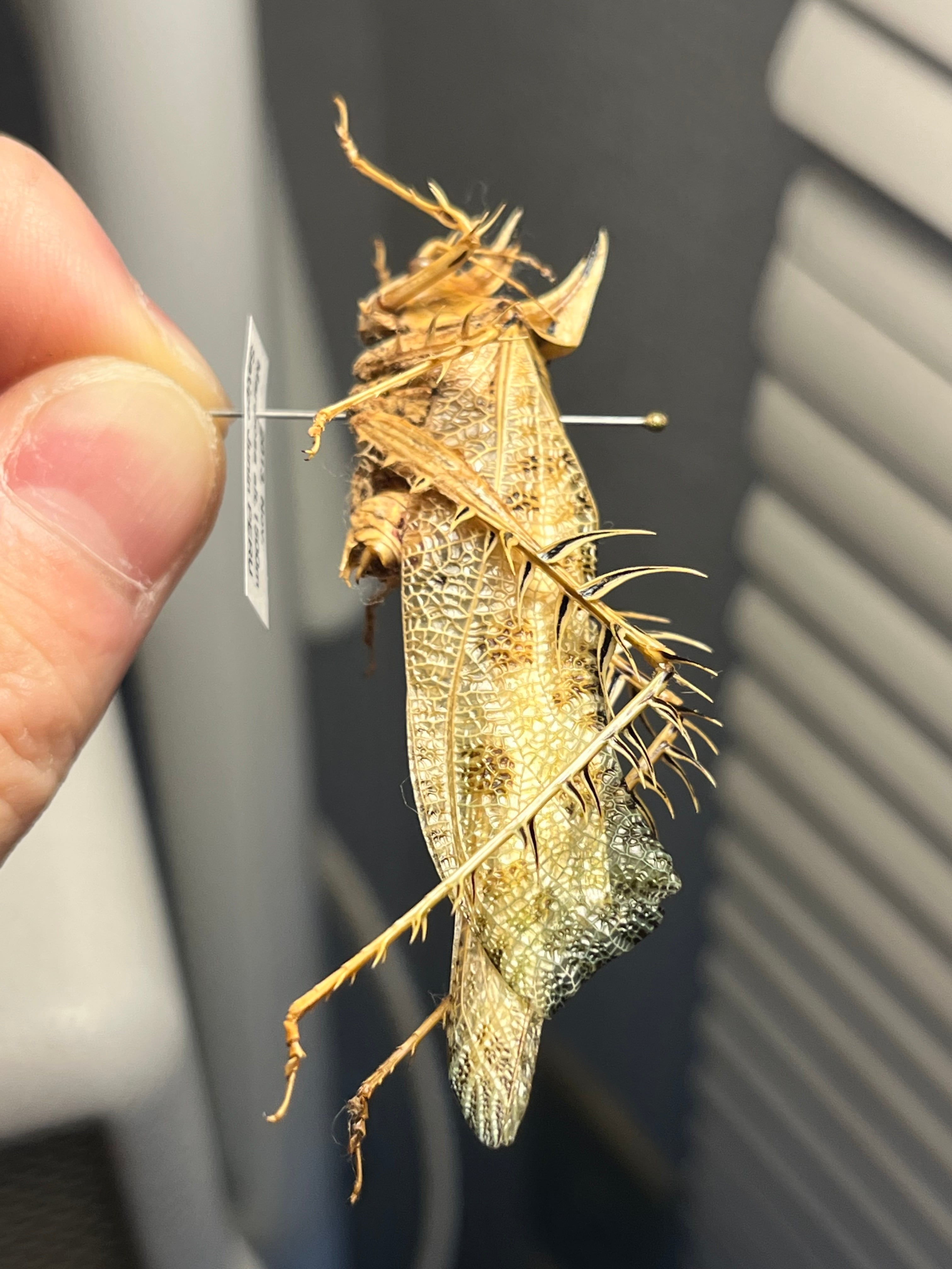 サルオガセギスキリギリスカマドウマバッタ直翅類コロギスリオック