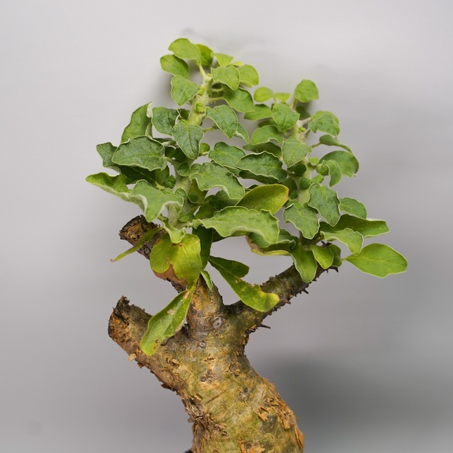 F51 セサモタムナス ブッセヌス 発根済み 現地球 タンザニア産