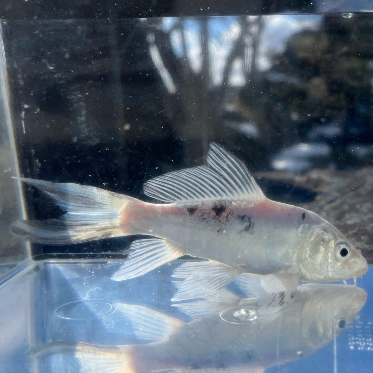 （錦鯉）ひれ長鯉（光物mix）（1匹）【生体】