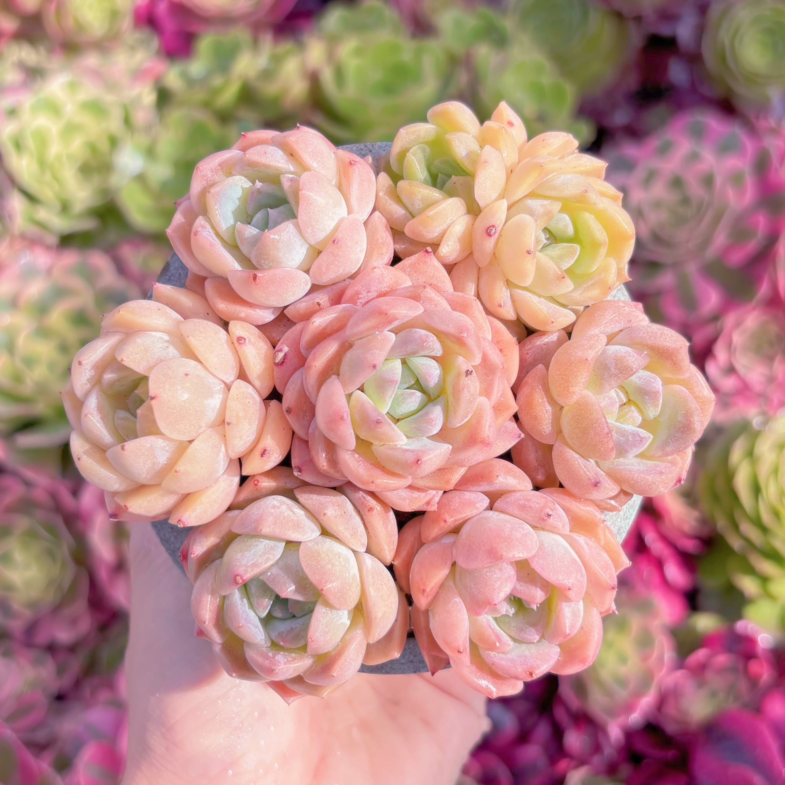 多肉植物　氷魄(7苗)　新入荷　るる農園