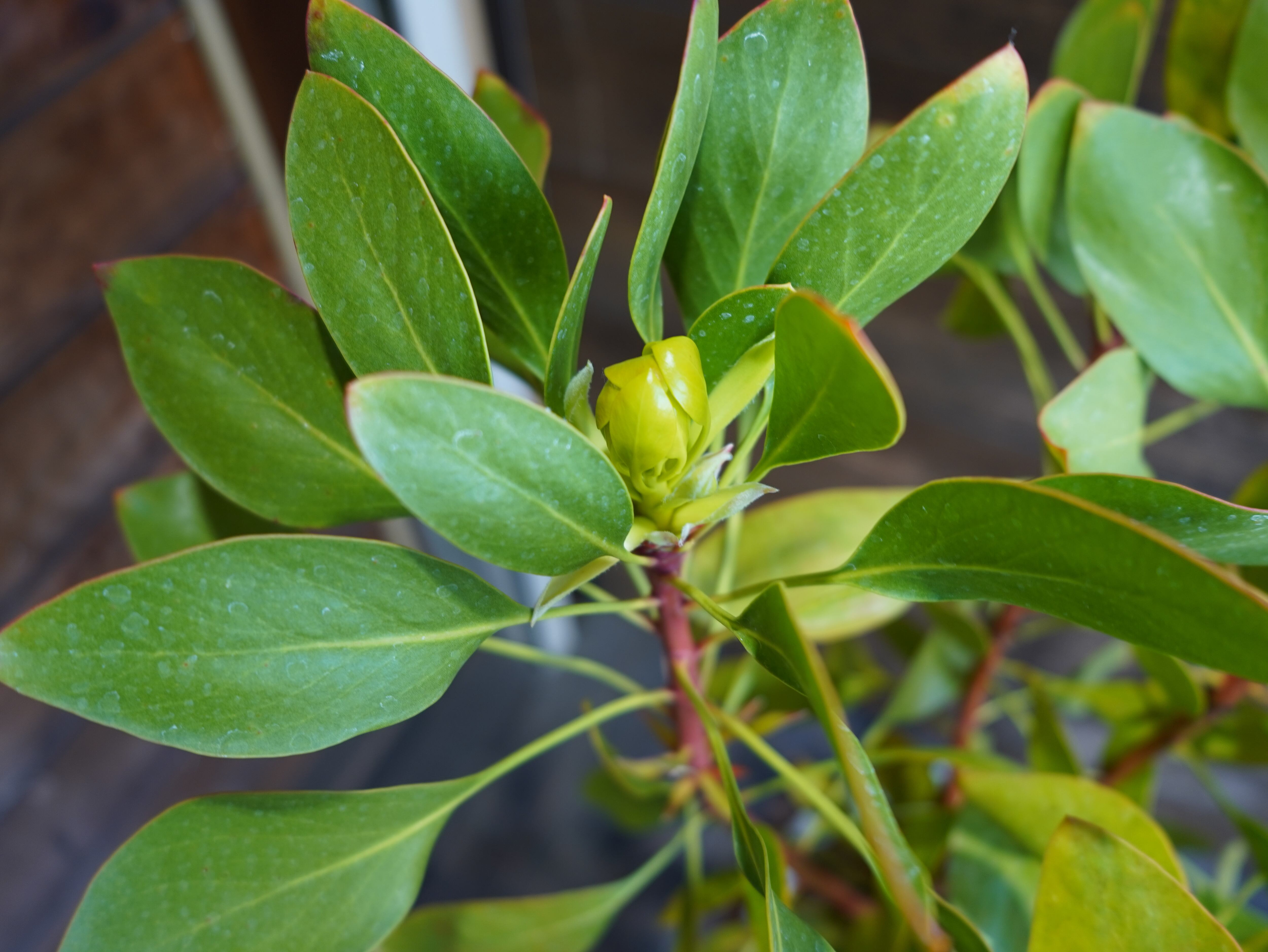 【現物】プロテア　シナロイデス　８号　C