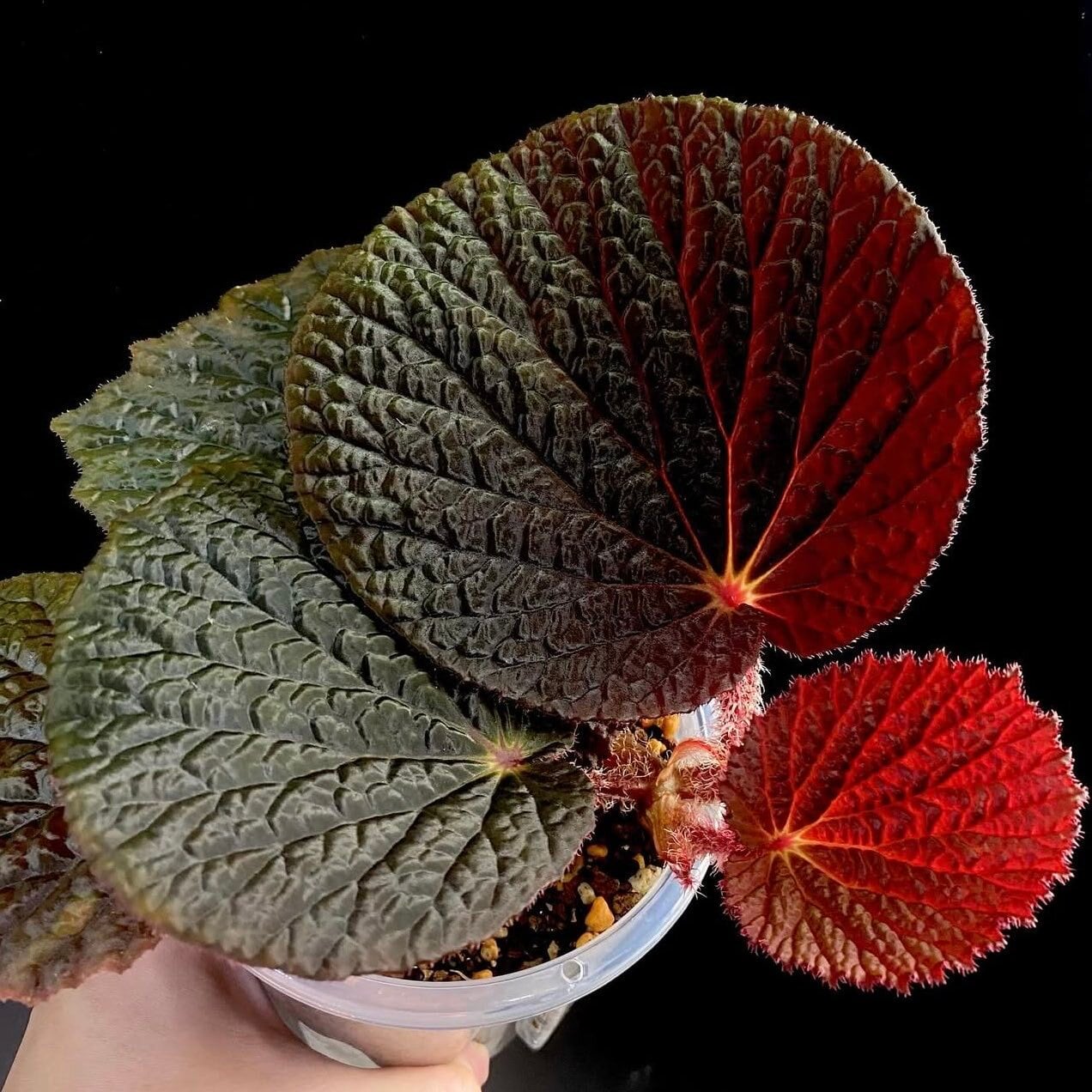 ベゴニア 出雲の煌星 斑入り -Begonia Izumo no Kiraboshi variegated