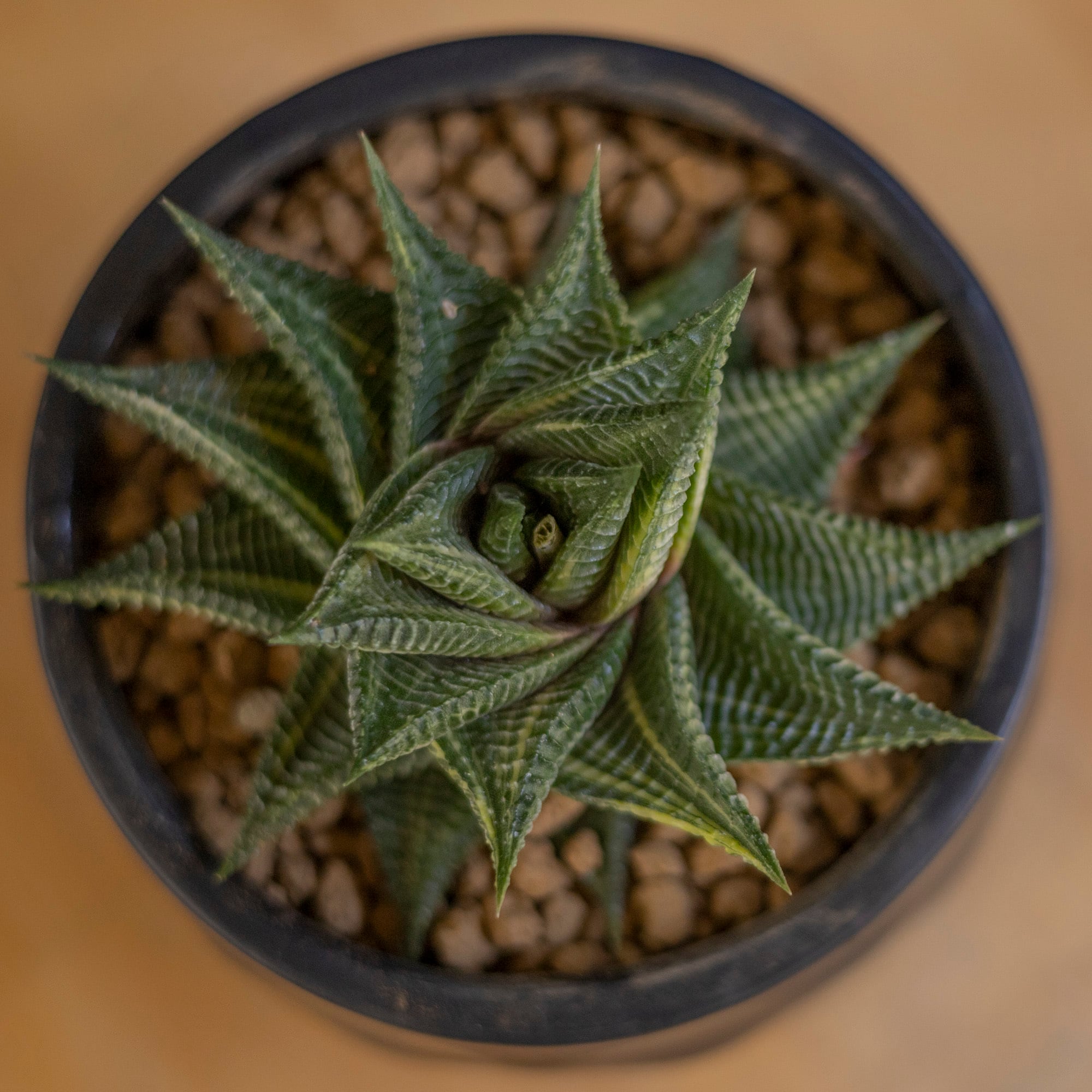 雪冠殿 ハオルチア リミフォリア 瑠璃殿錦 白班 多肉植物 【公式通販】