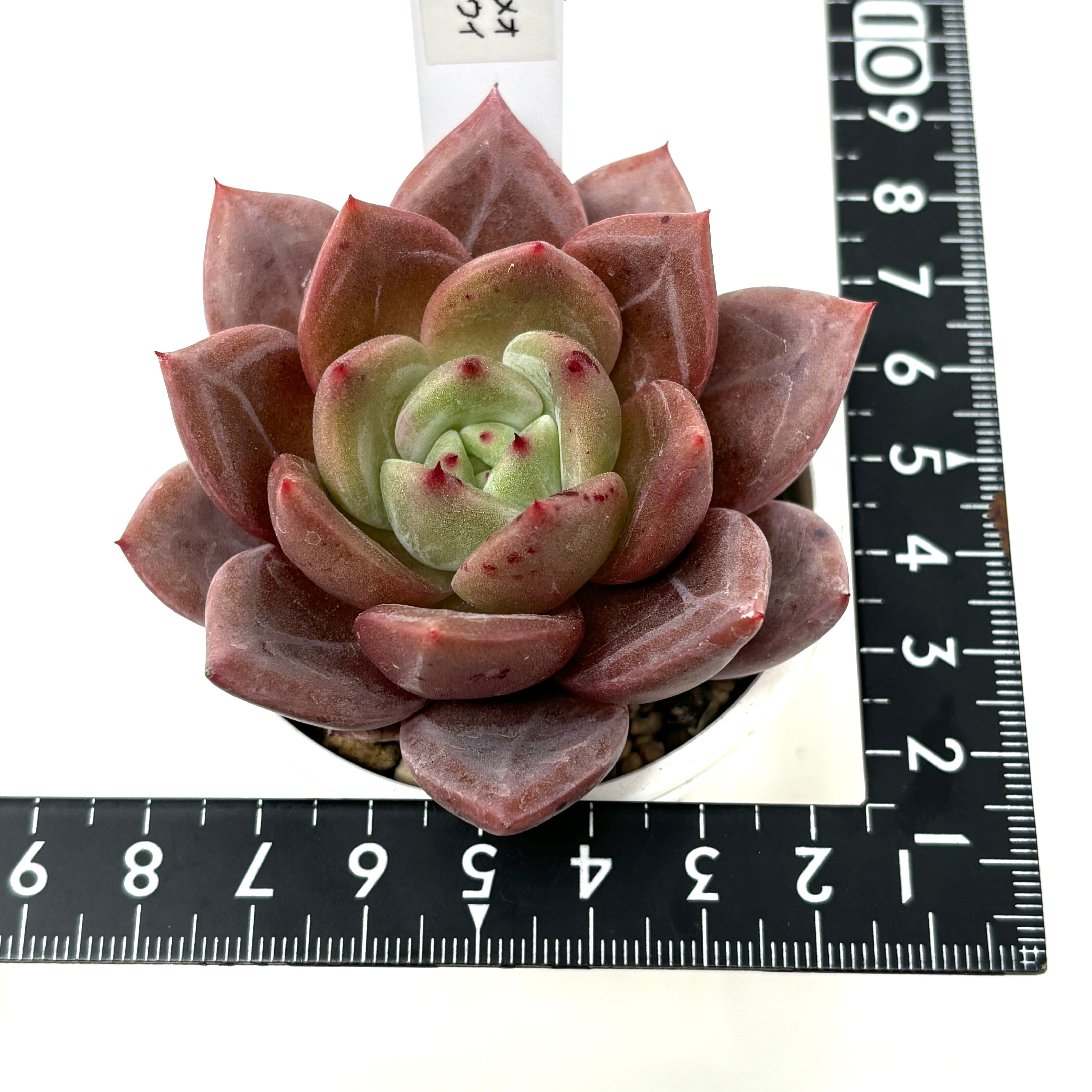 多肉植物 ぼのぼのさん苗 ぼの交配 選抜苗 ロメオ× ラウイ 札付き 極美個体