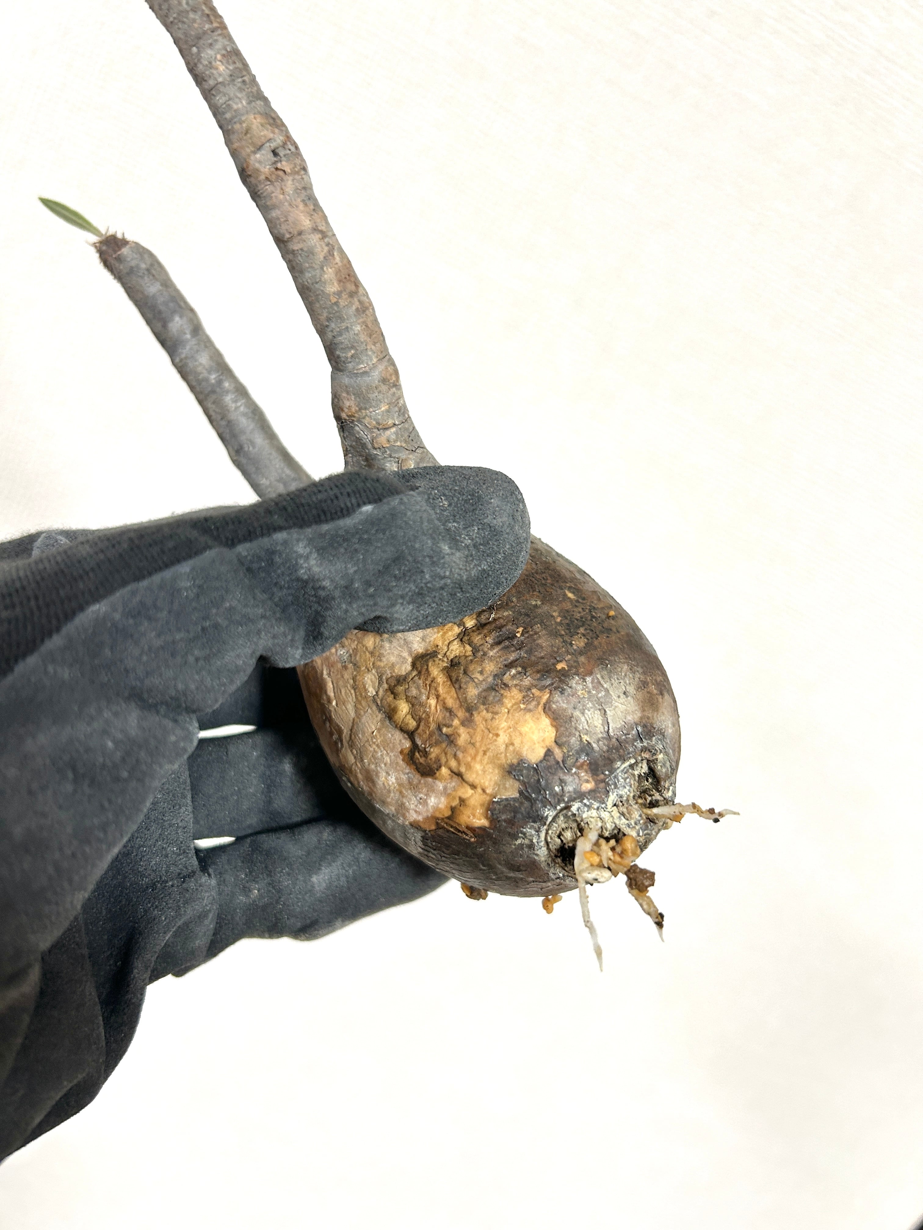 パキポディウム・グラキリス（胴回り20㎝）｜丸みのあるフォルムが愛らしい小ぶりな現地株【発根済／モルタル鉢】