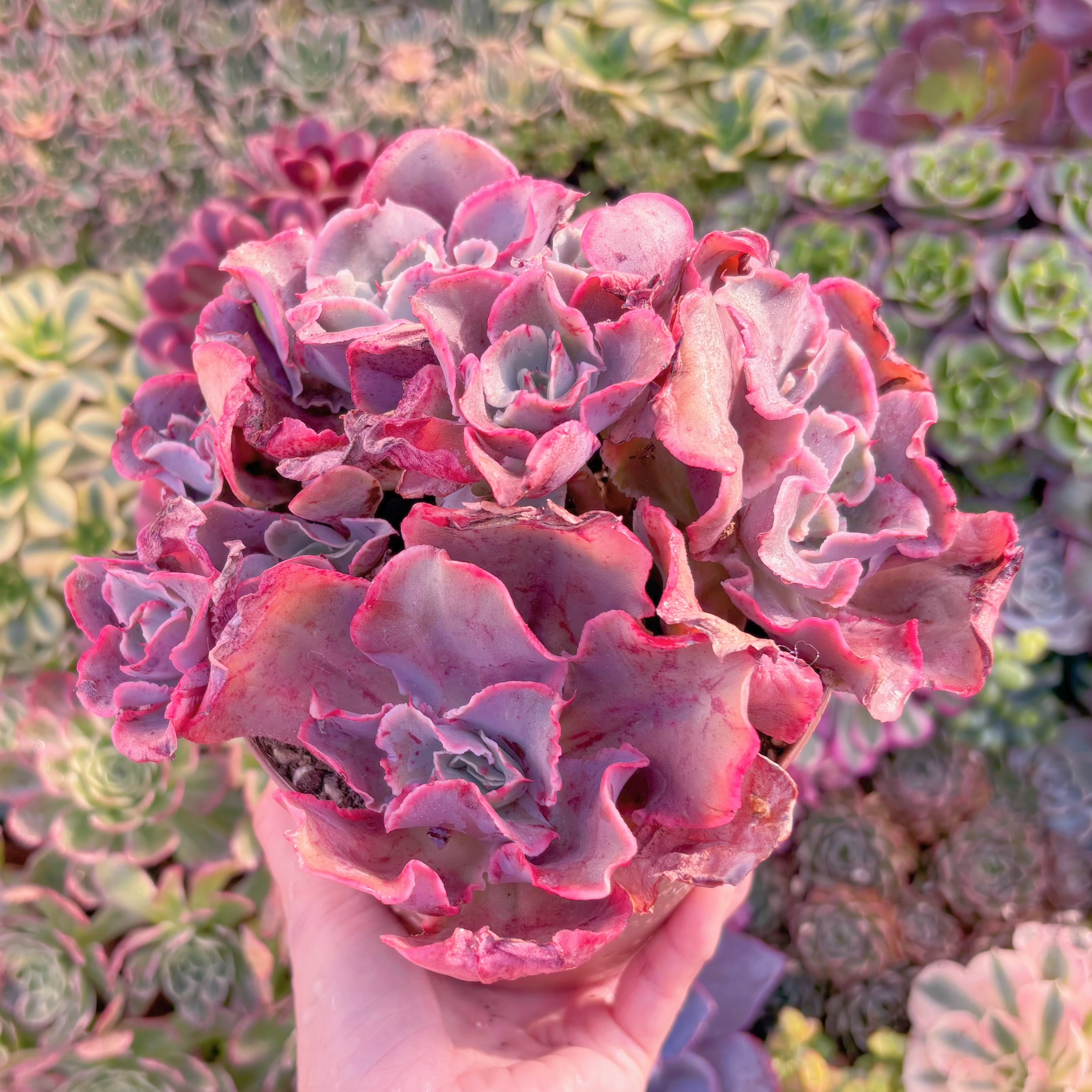 現品　新品種　フィンク#097　特大群生　新入荷　るる農園