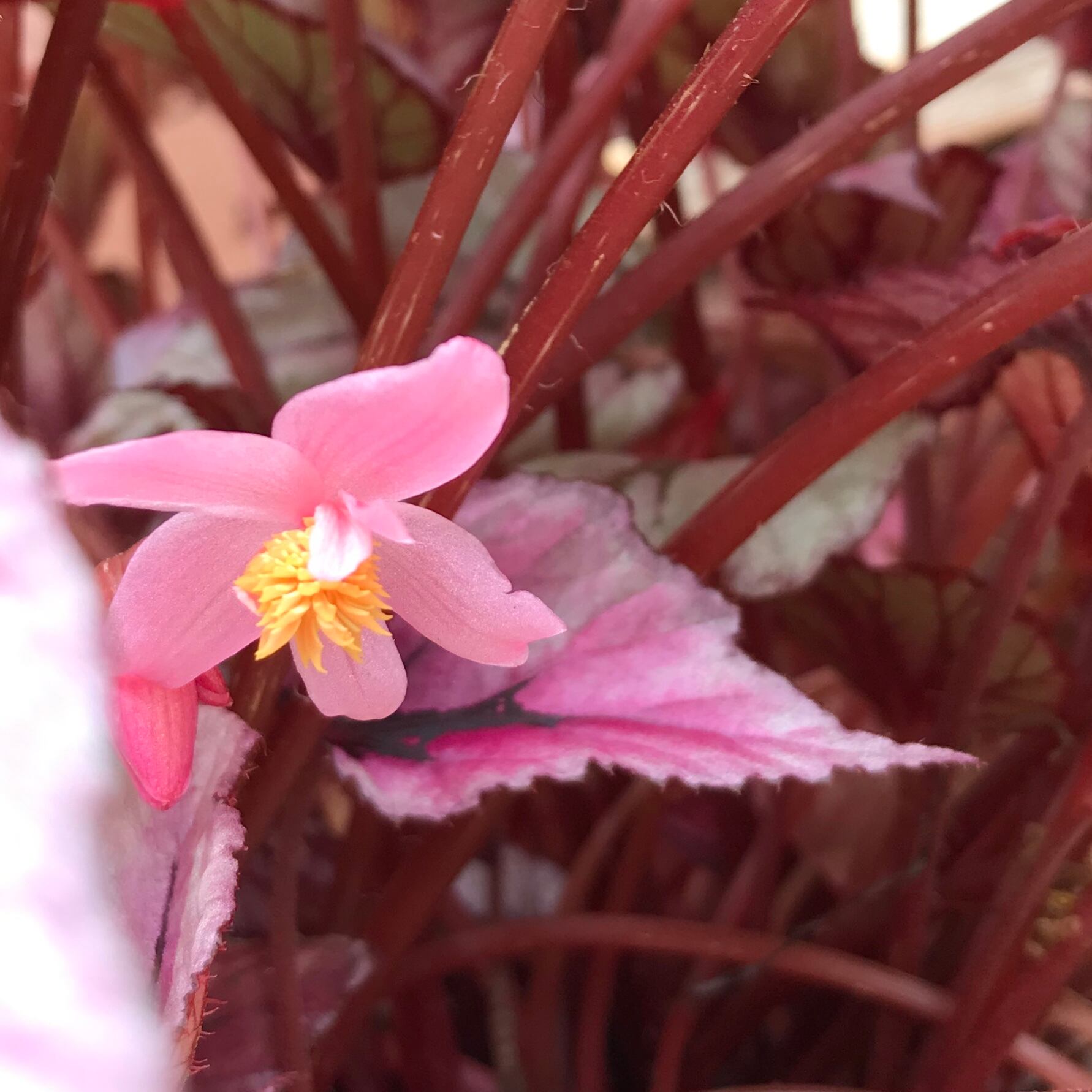 レックスベゴニア | Pay ID