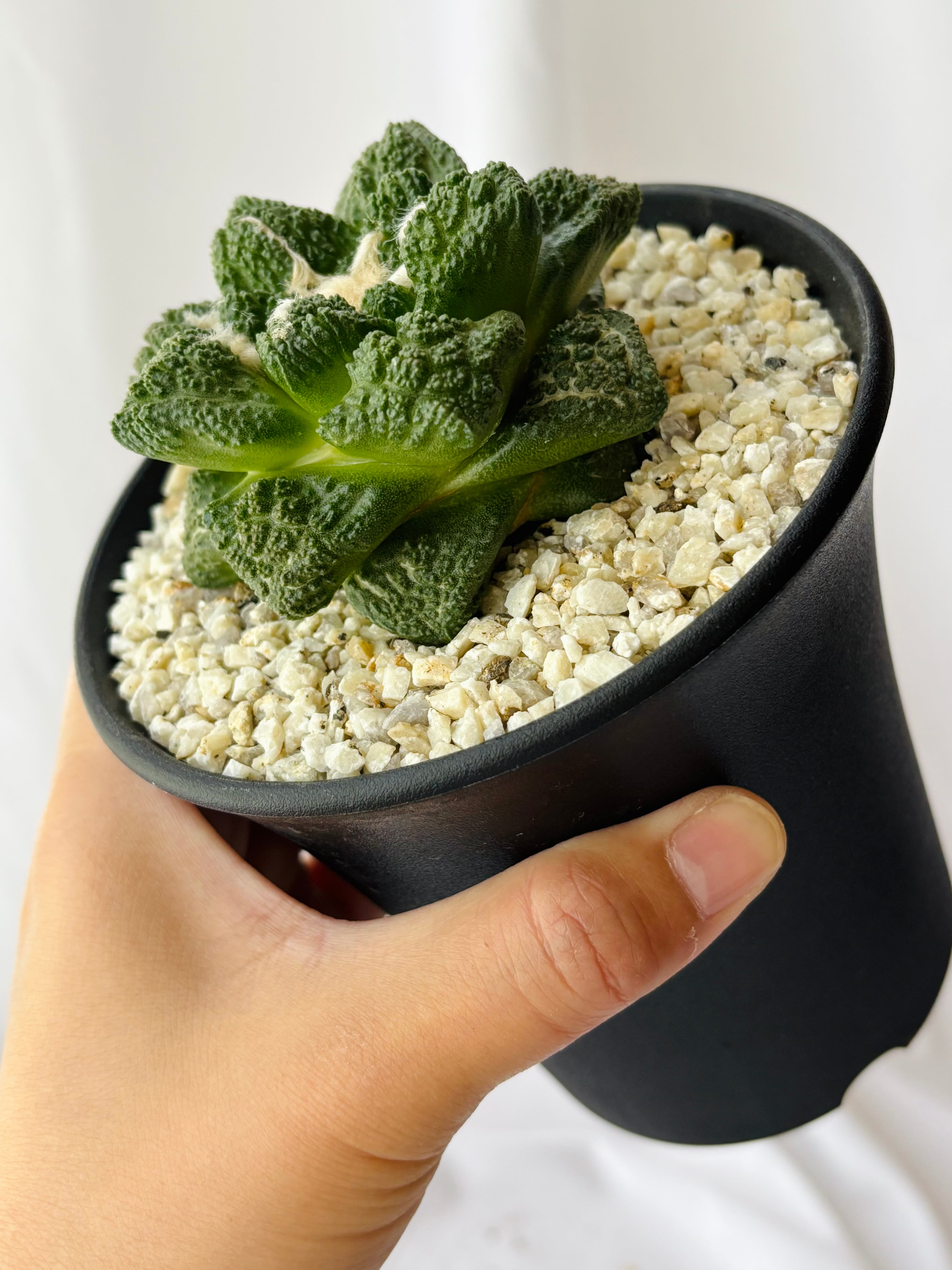 ☆サボテン・多肉植物☆824☆亀甲牡丹 ゴジラ 実生Ariocarpus