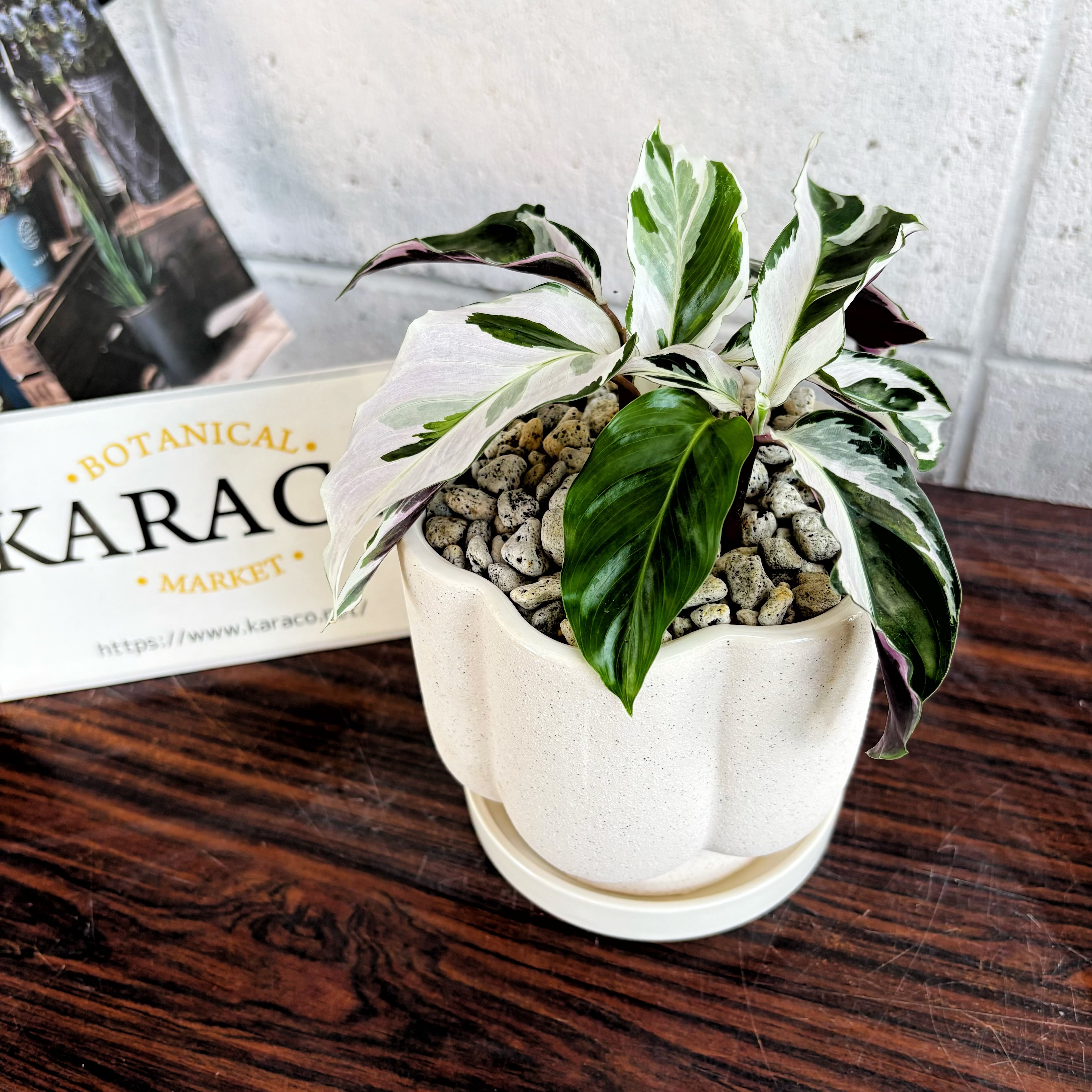 多肉植物】Agave 