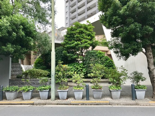 代官山通りの植栽