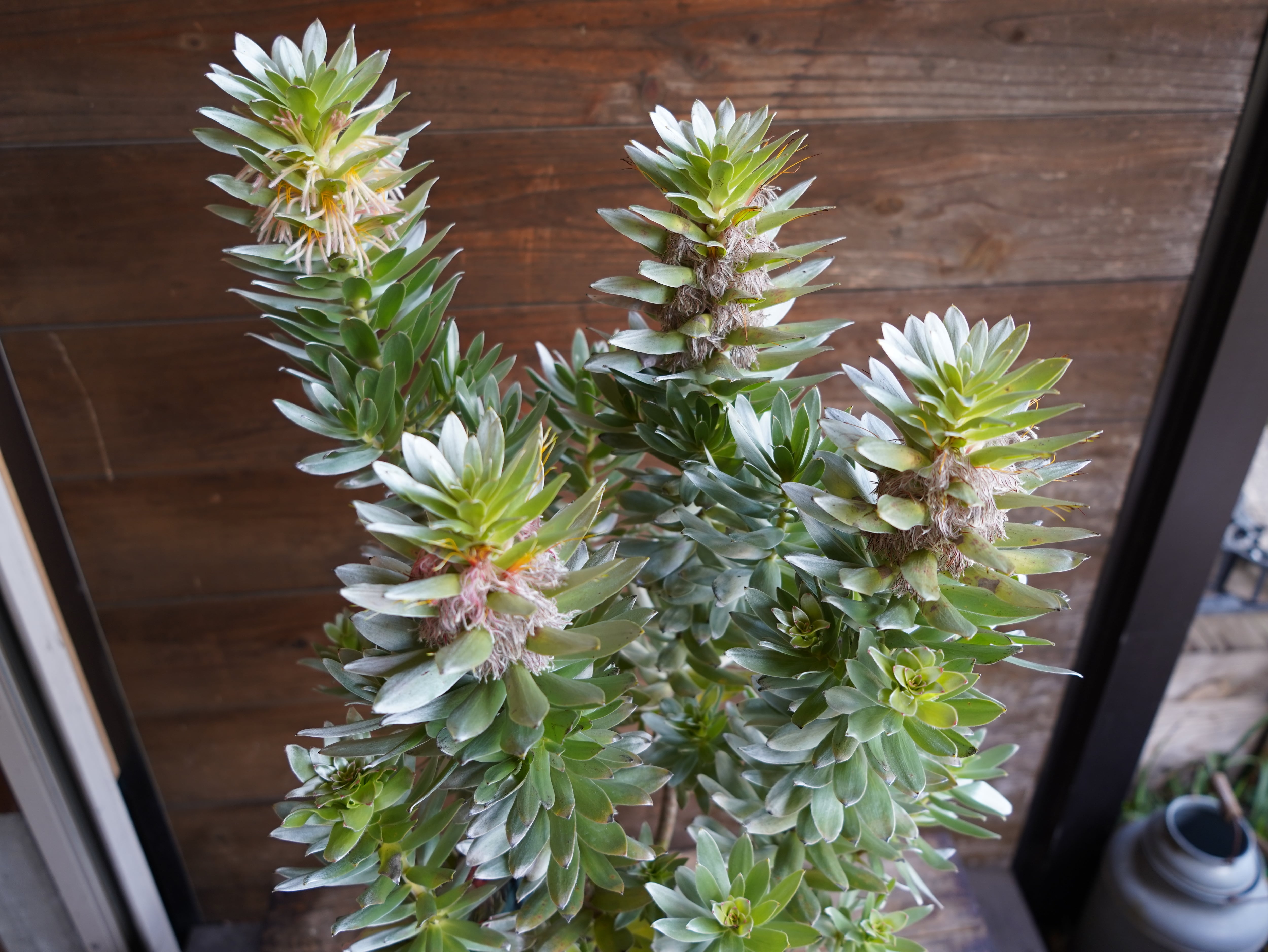 【現物】ミメテス　”クラッカージャックシルバー”　A