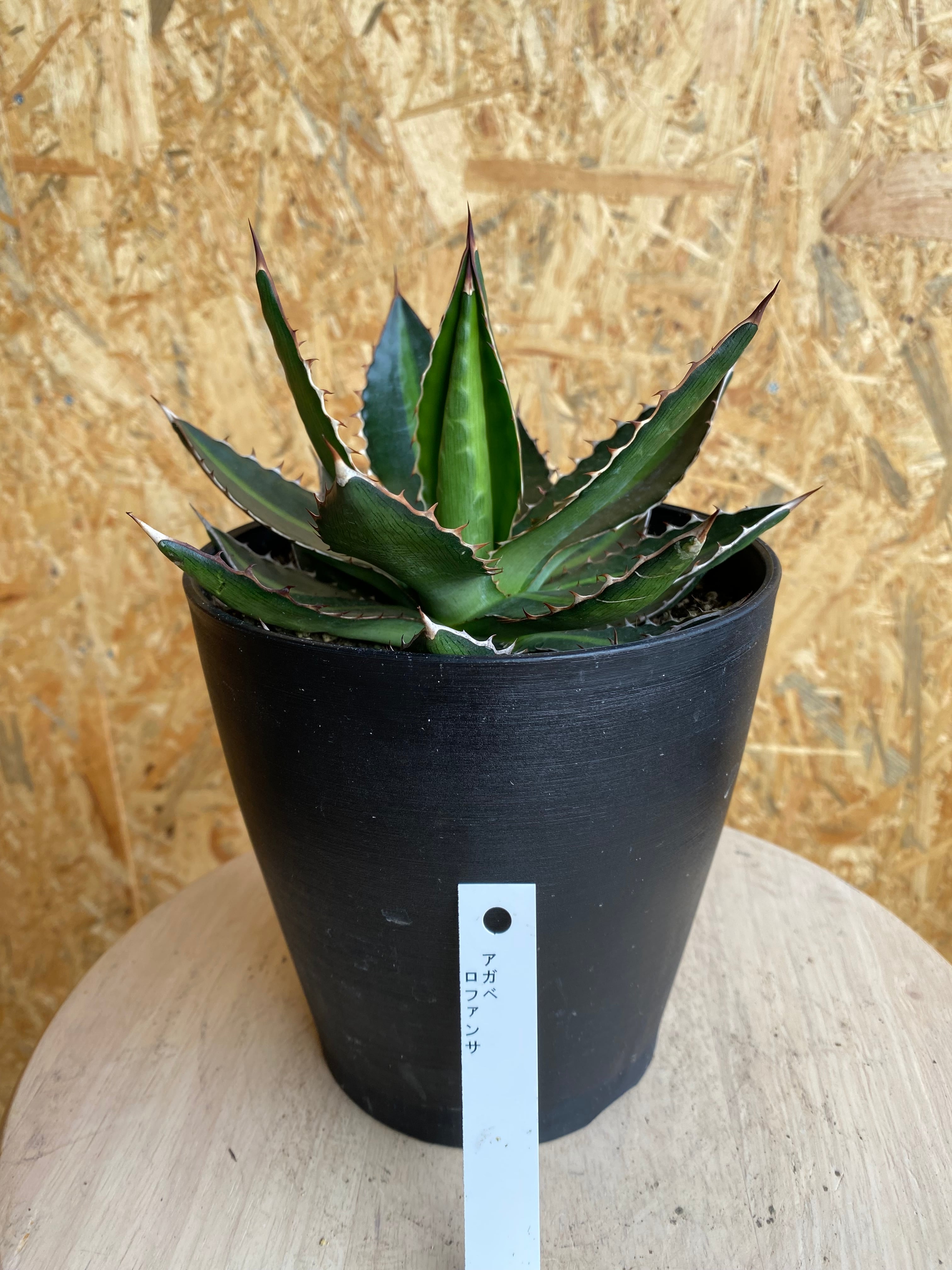 アガベ ロファンサ H22cm W17cm | Garden Varejo