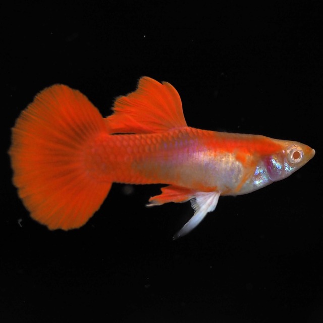 【セール】RREAレッドテールタキシード　若魚2ペア