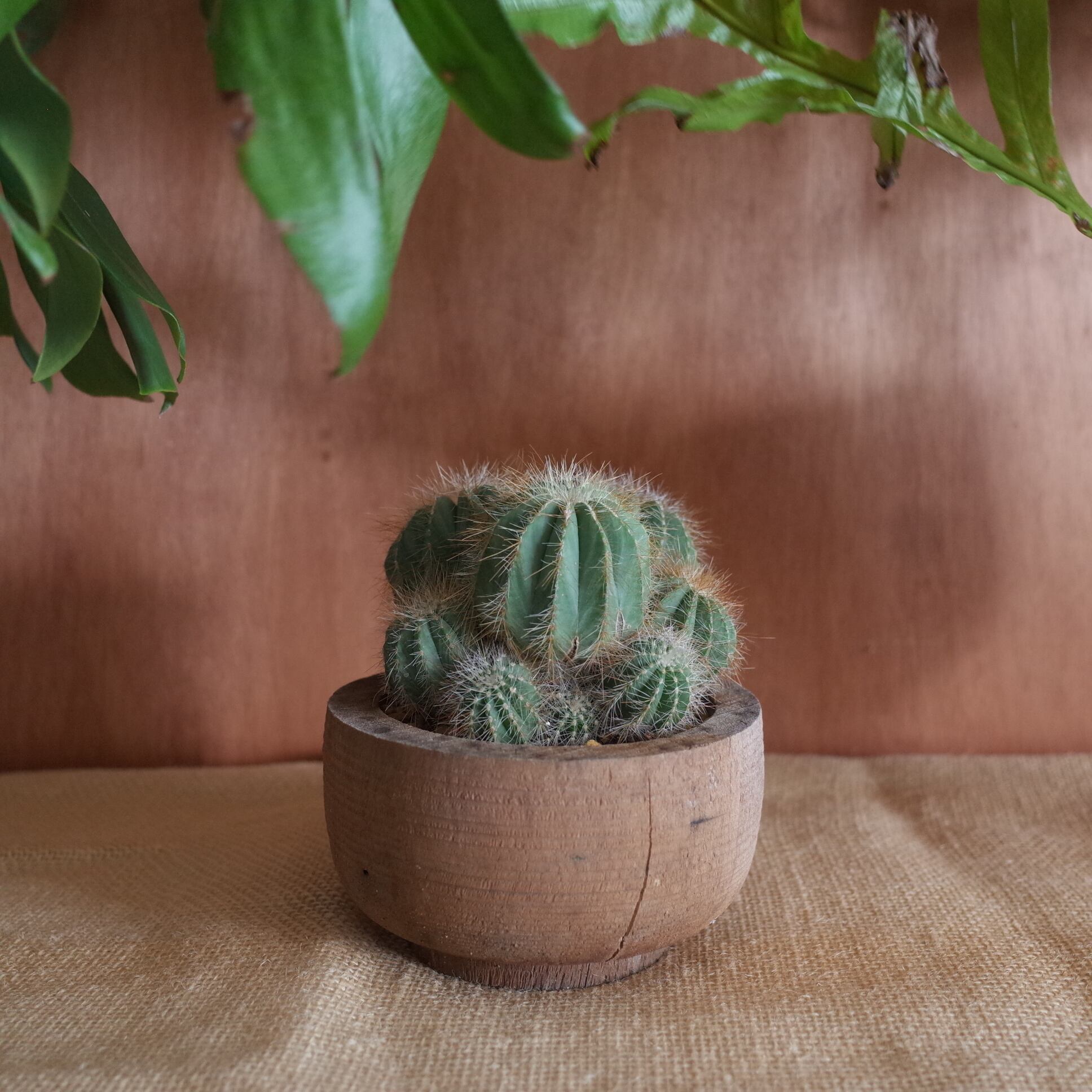 英冠丸 群生 エリオカクタス属 Eriocactus Magnificus