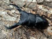 【WD】《ミンダナオヒラタクワガタ 73.5mm ペア》