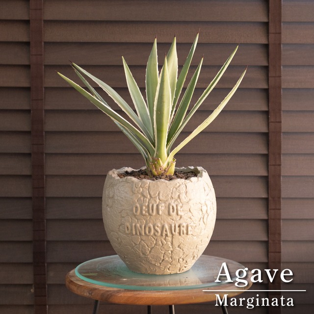 3株植え アガベ ハクセンコウ Agave Marginata 白閃光 5号 陶器鉢 1017GG