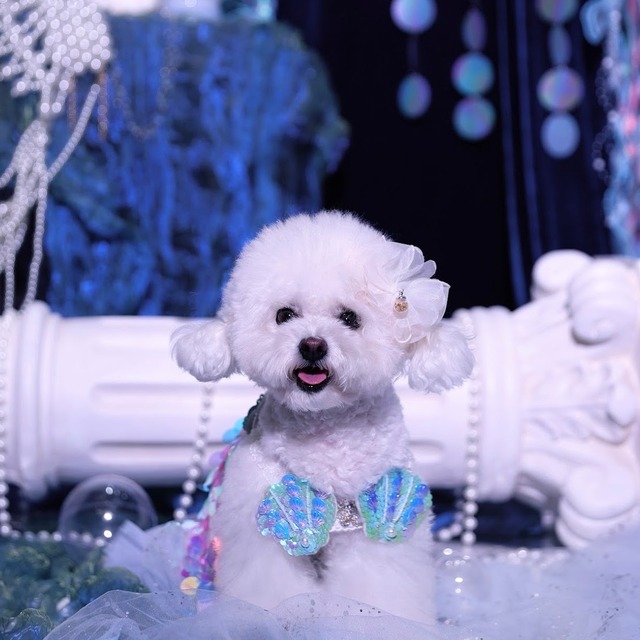 わんWANマーメイドトップス(上)